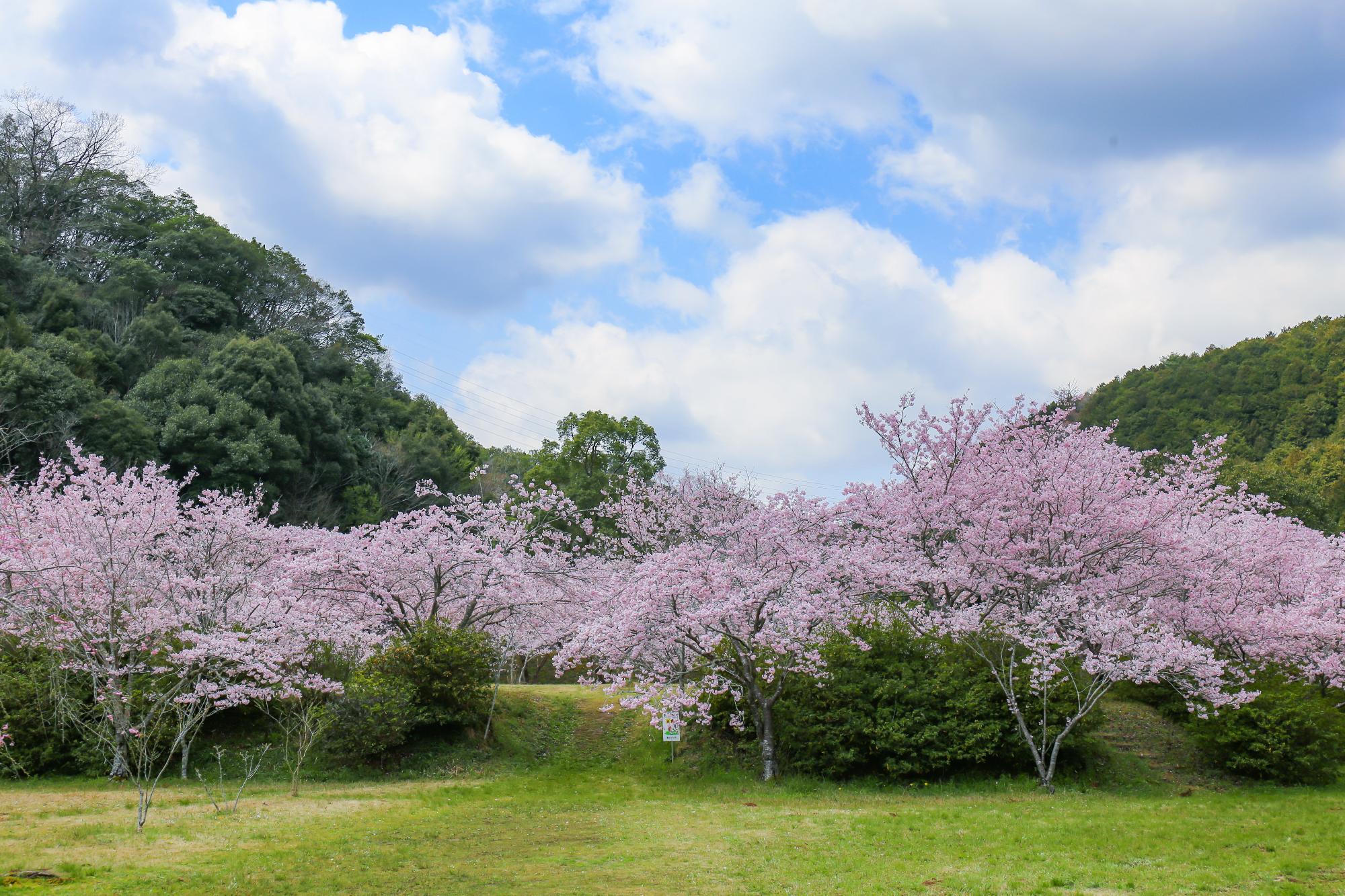 白鳥温泉開花状況