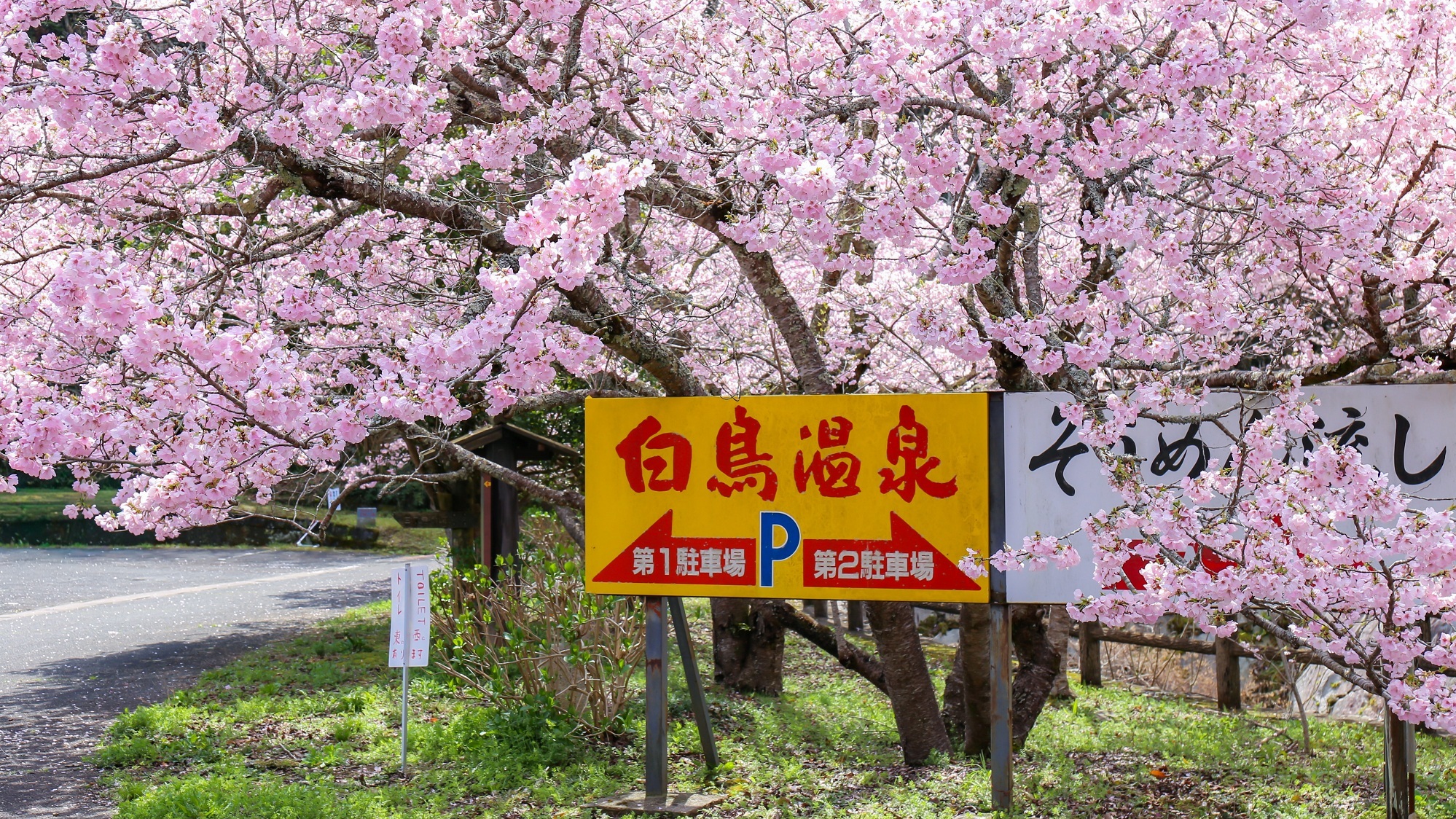 市内の桜の開花が進んでいます