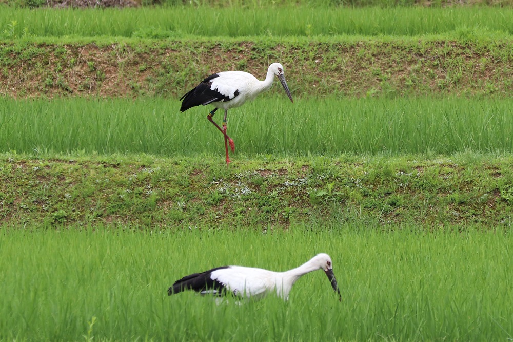 コウノトリ
