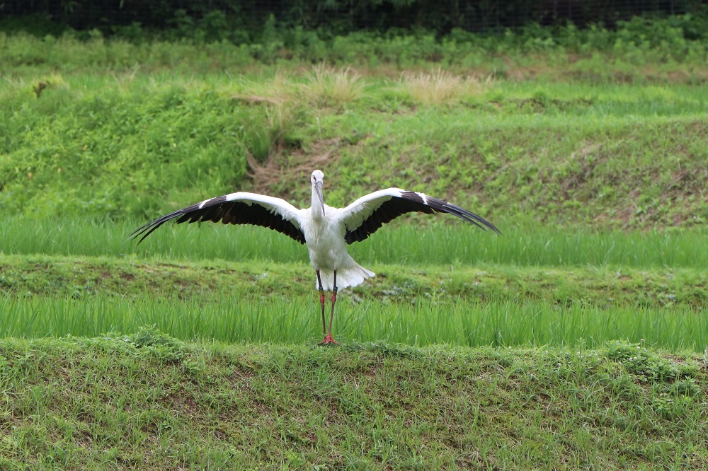 コウノトリ