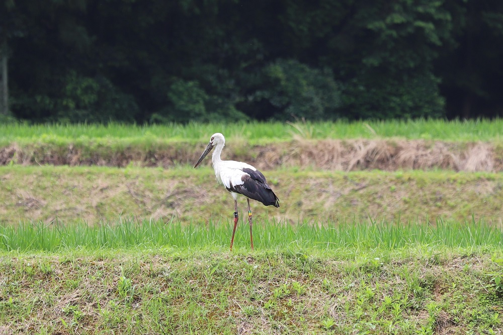 コウノトリ