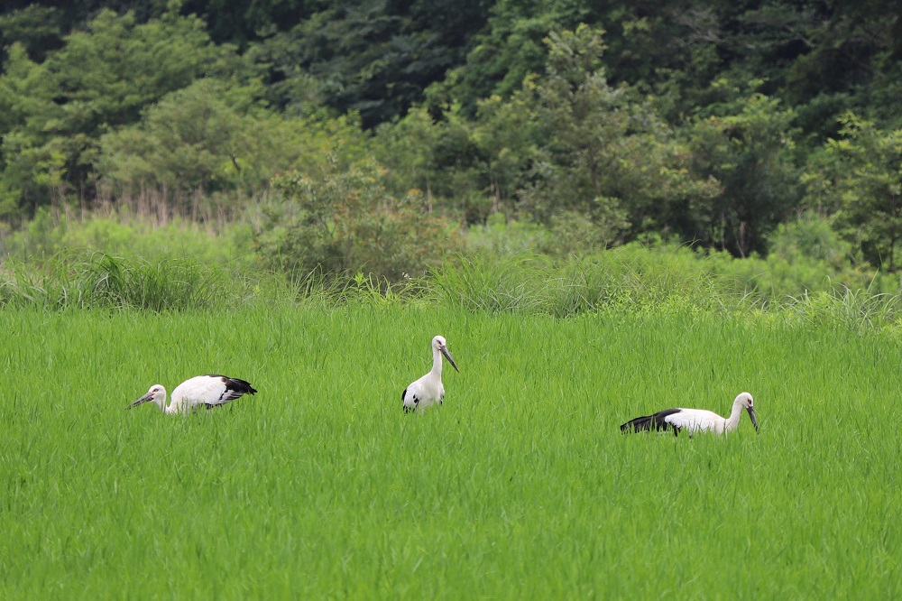 コウノトリ