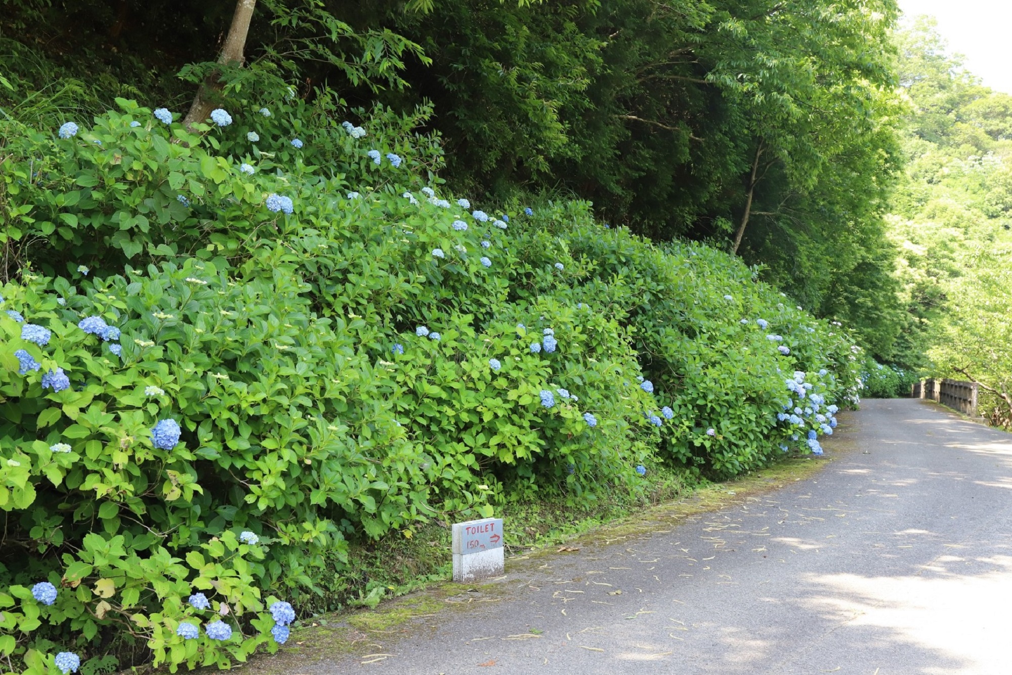 白鳥温泉駐車場奥