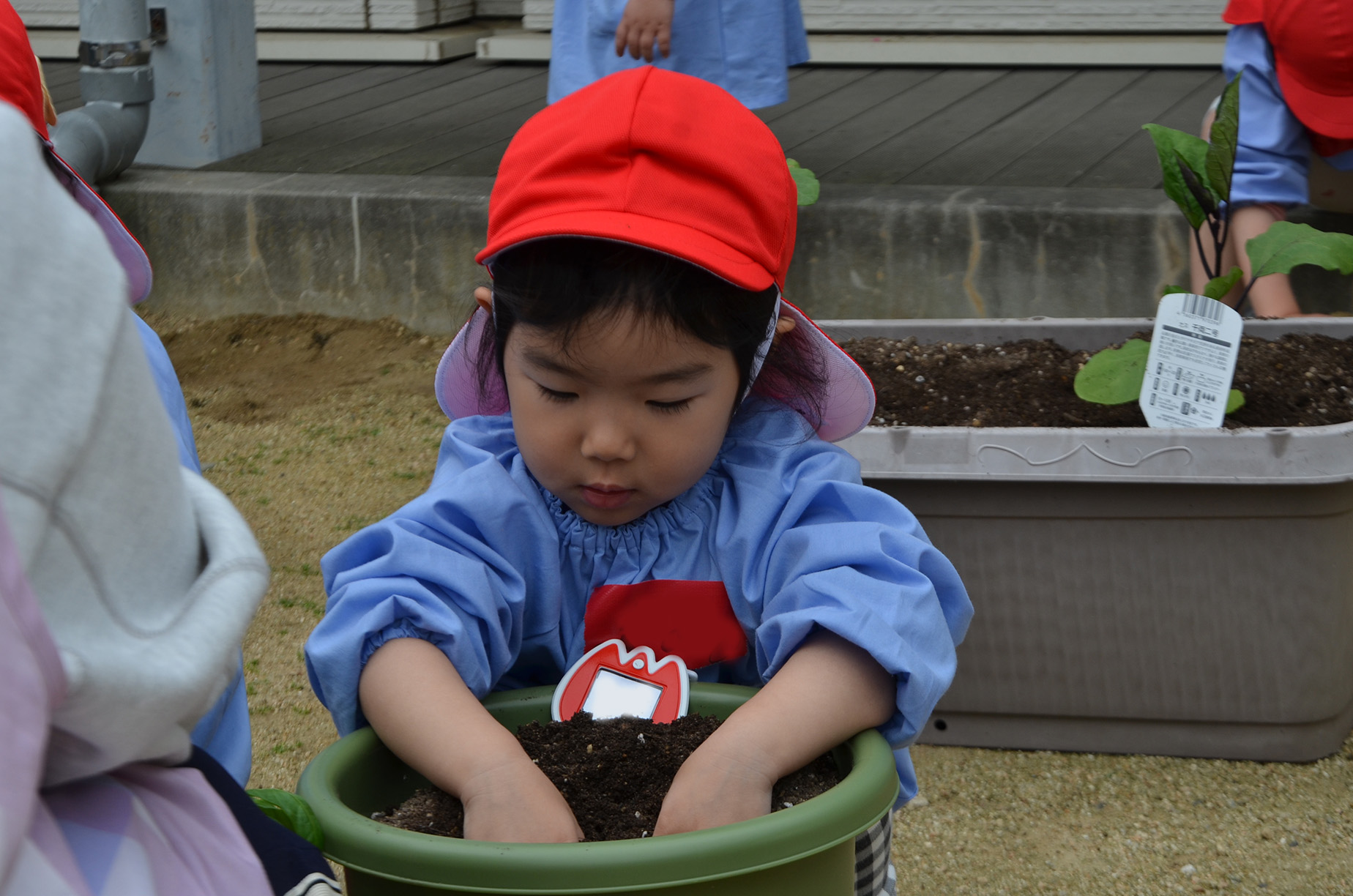 苗を植える園児