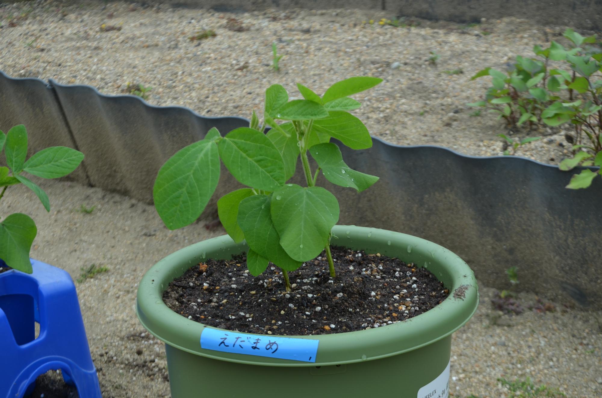 苗植えしたえだまめ