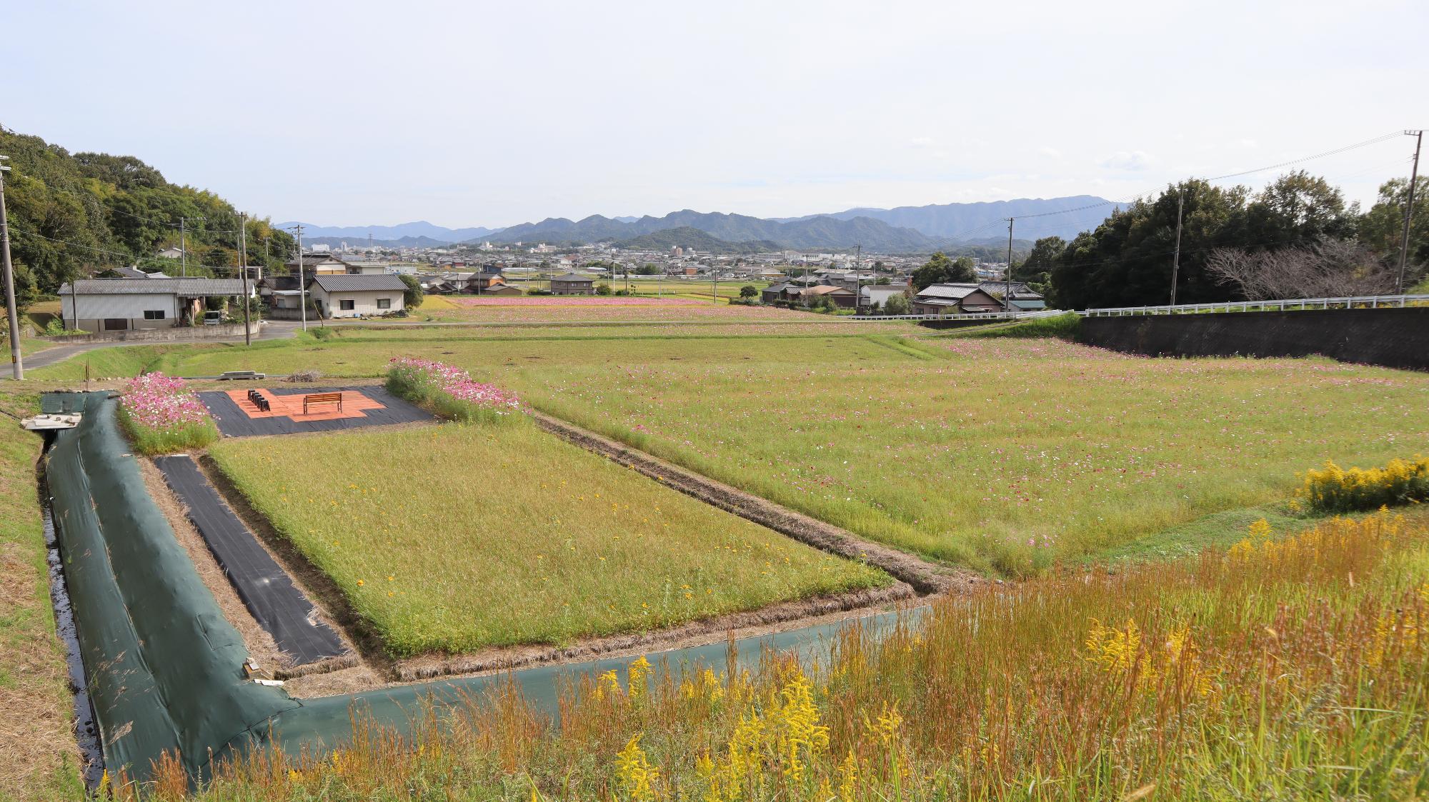 大谷地区のコスモス