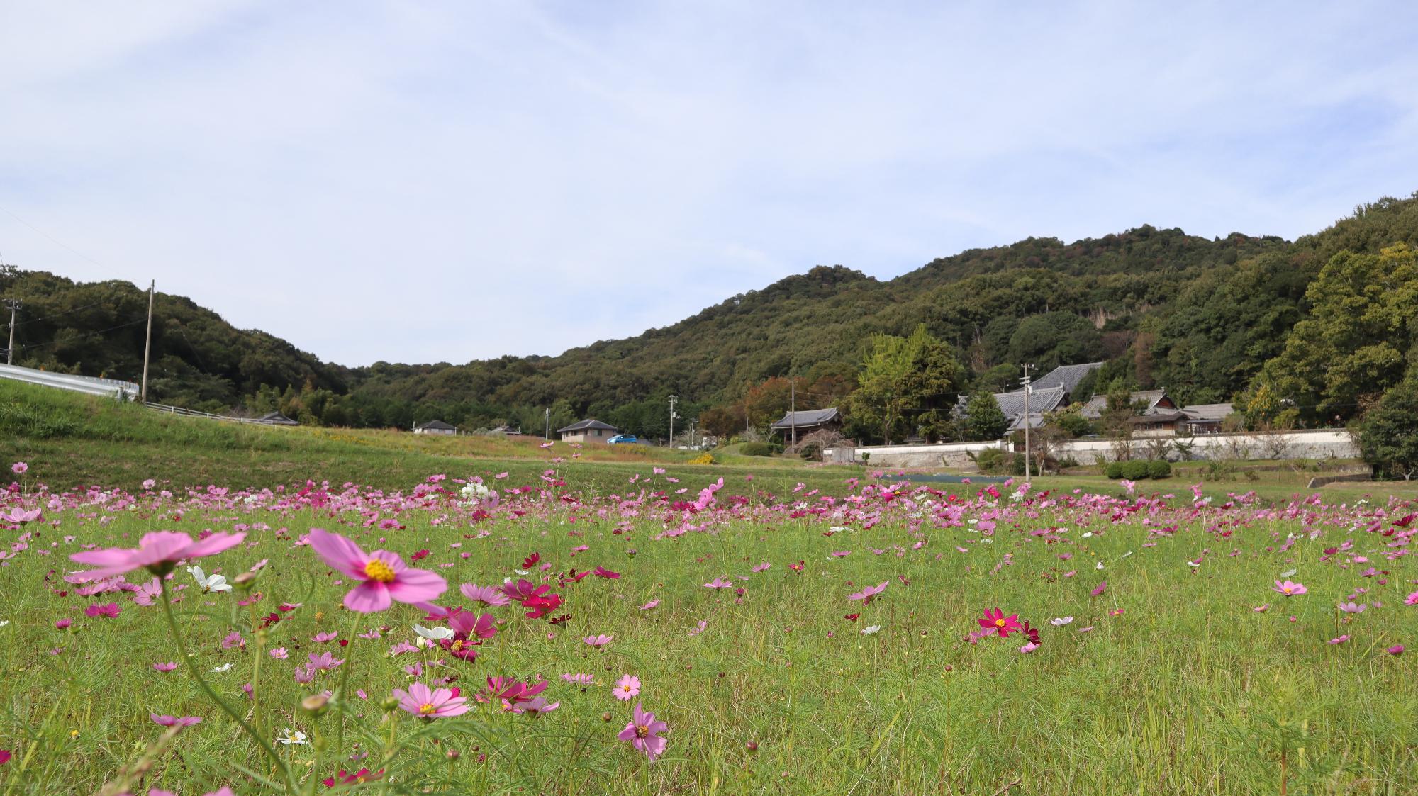 大谷地区のコスモス