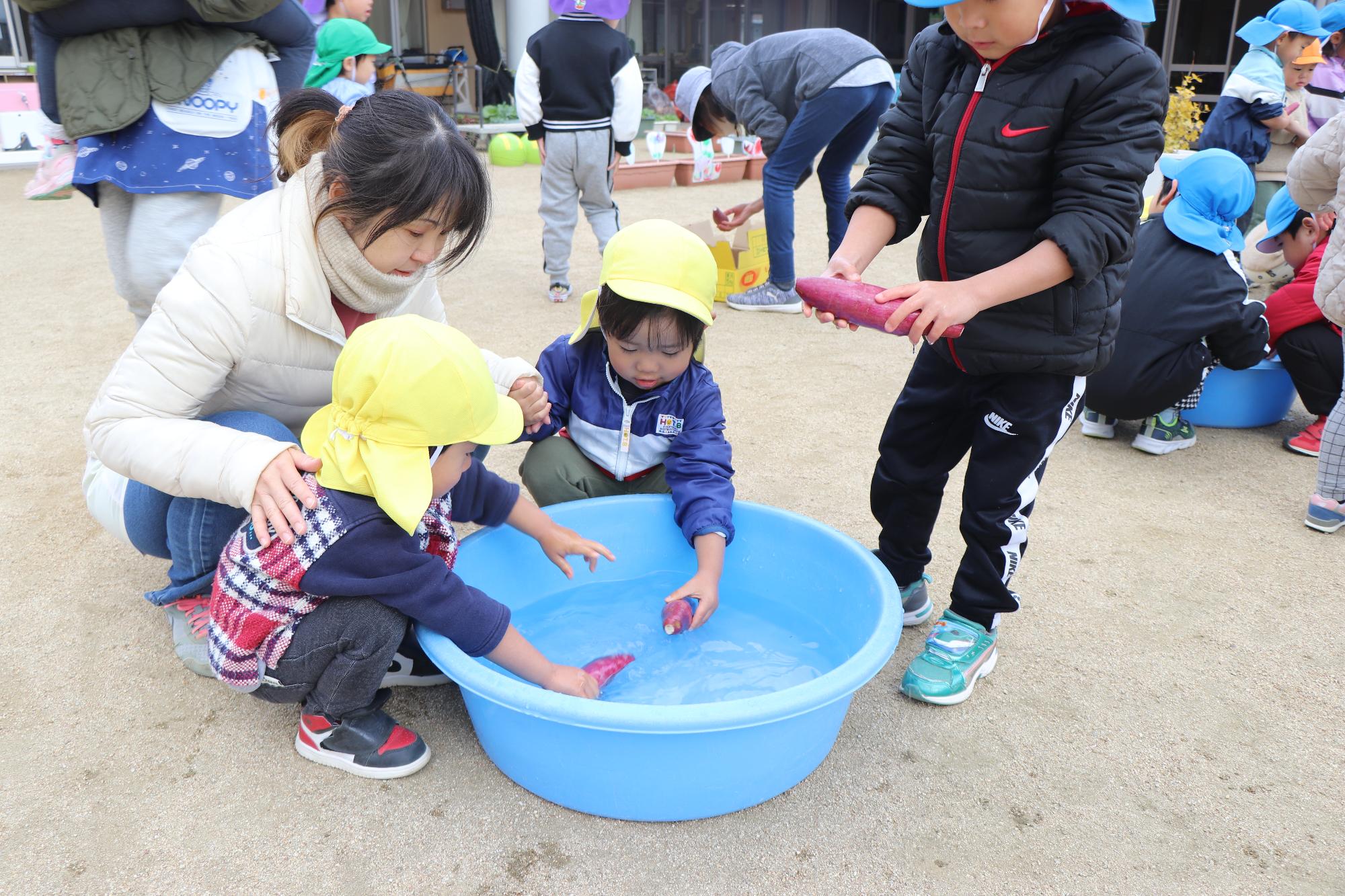 引田こども園で焼き芋作り