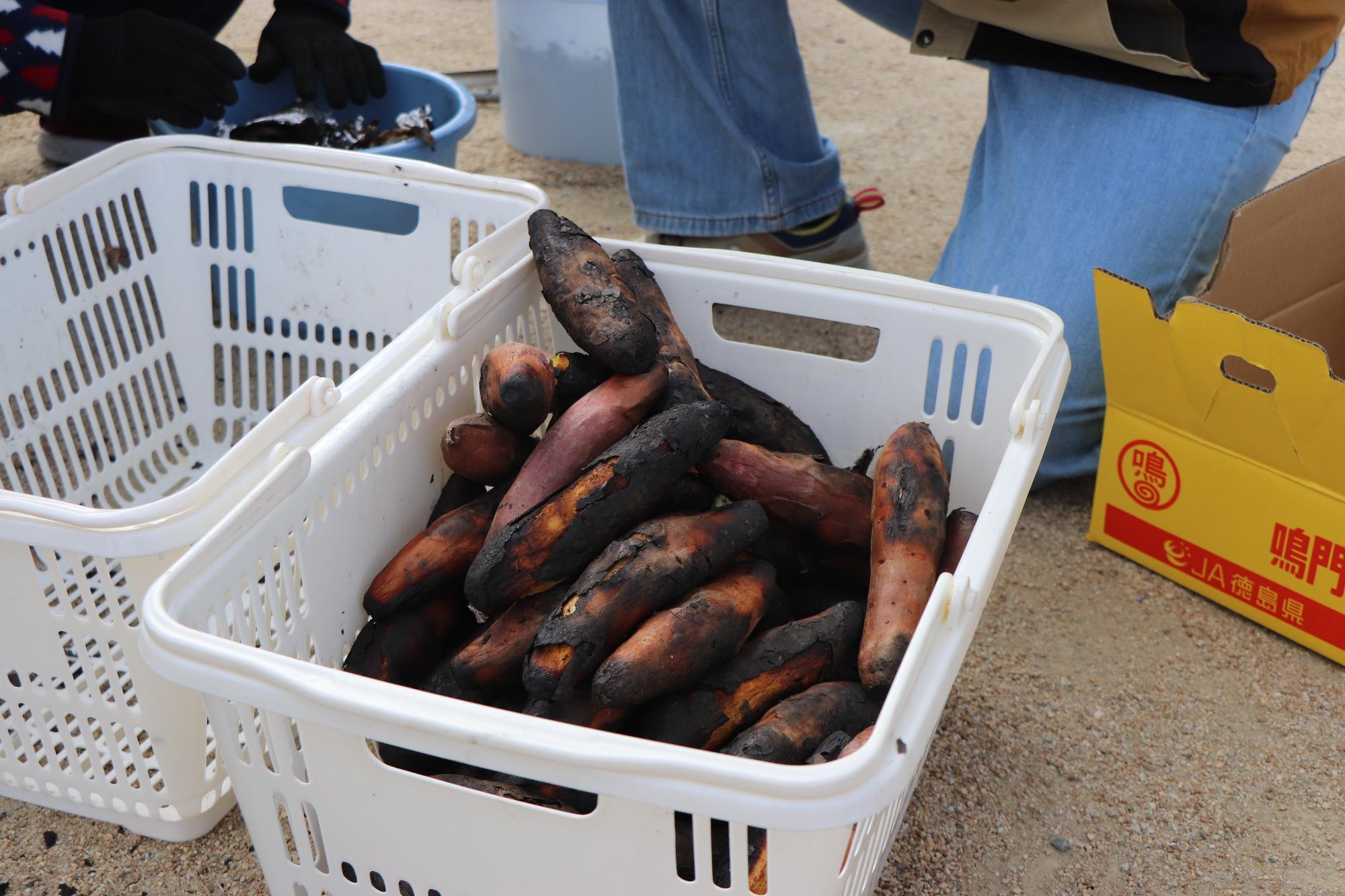 引田こども園で焼き芋作り