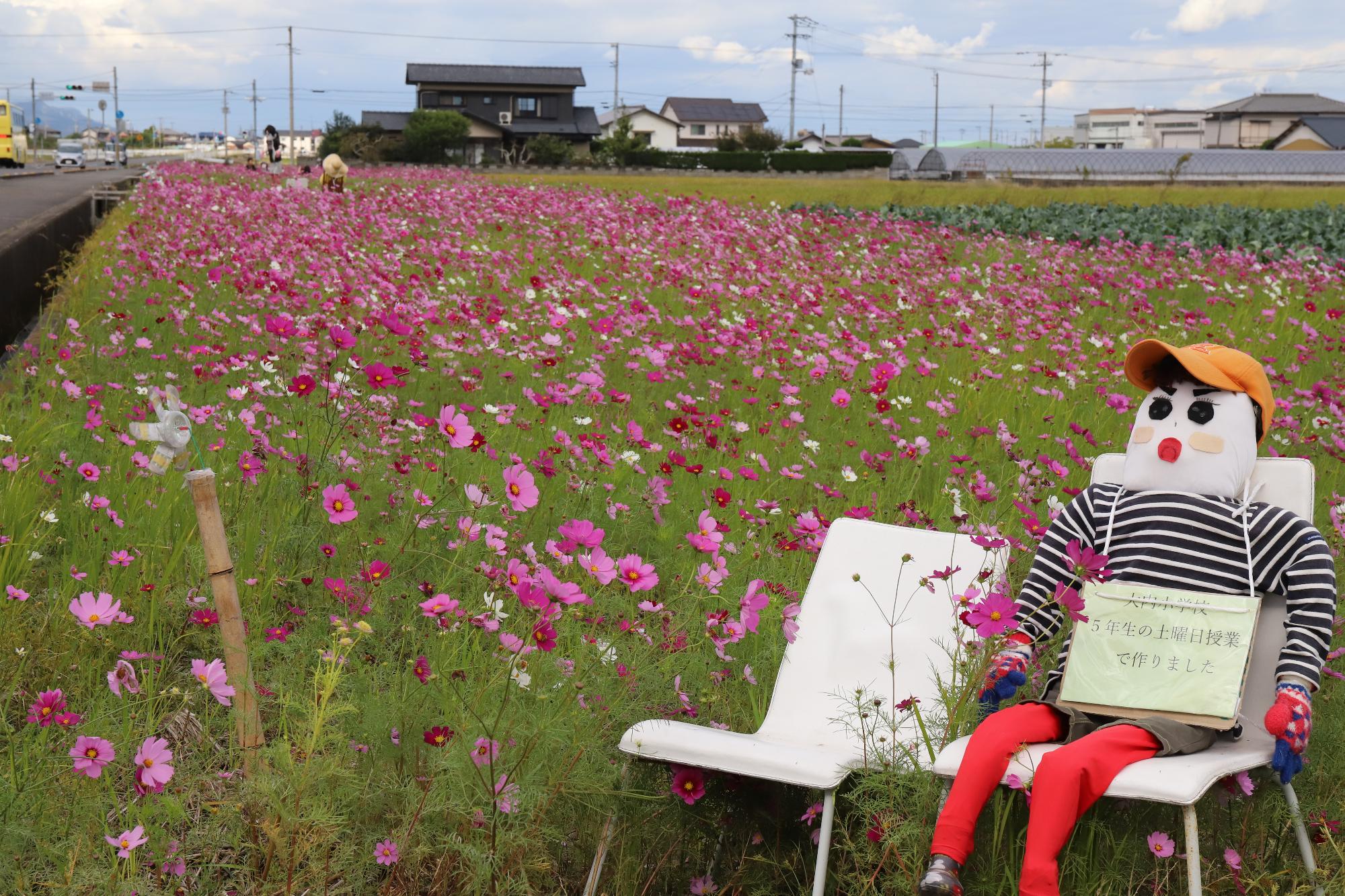 西村地区のコスモス