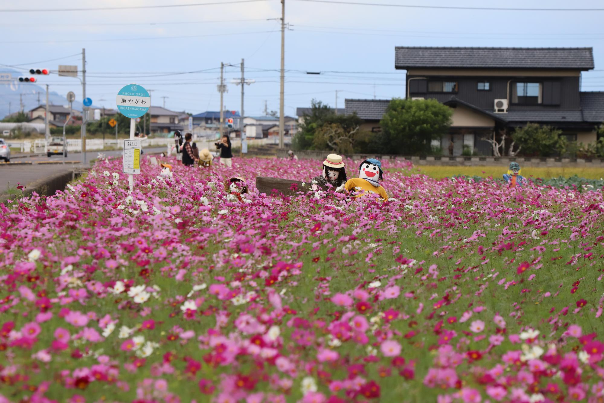西村地区のコスモス