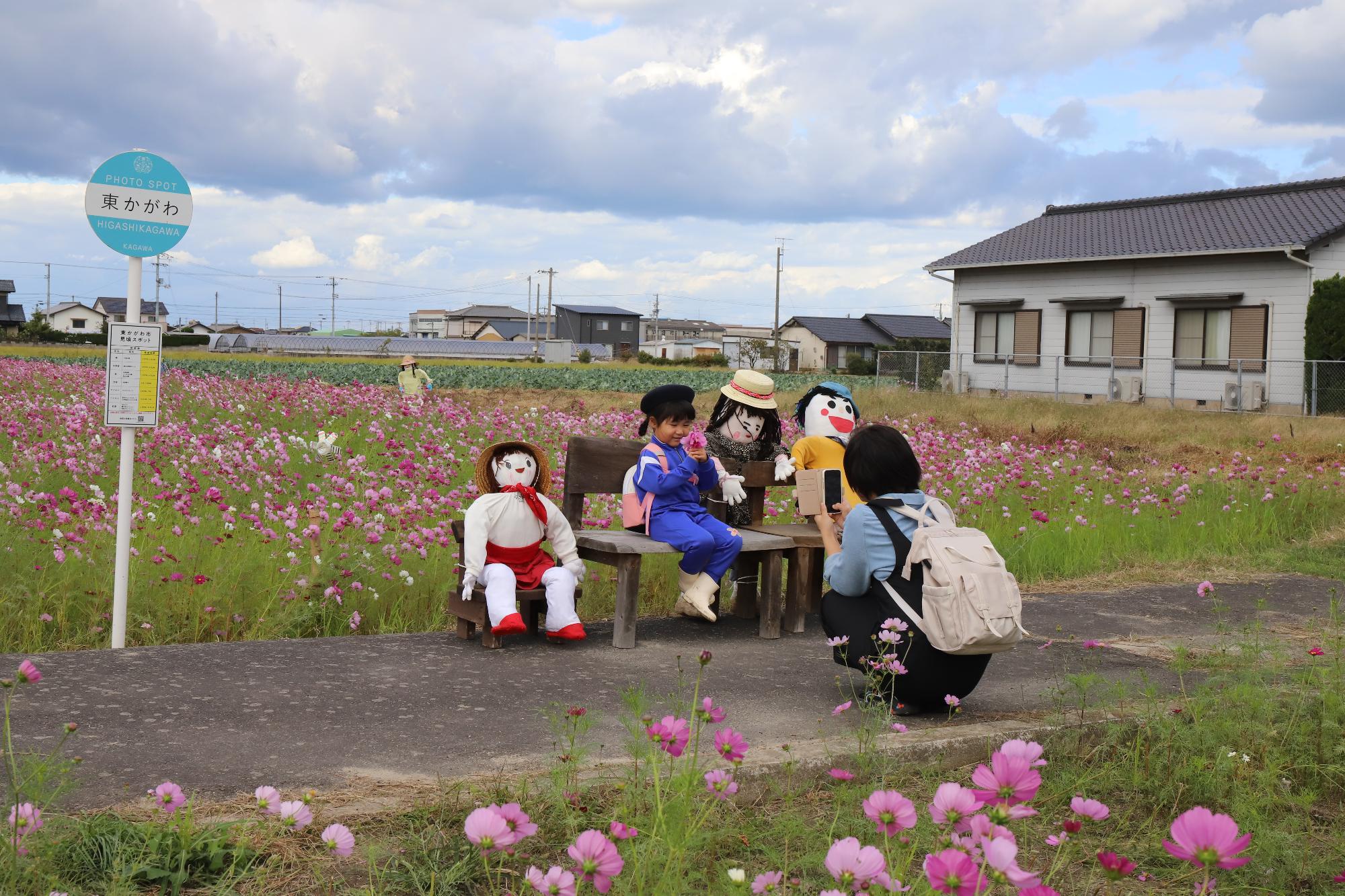 西村地区のコスモス