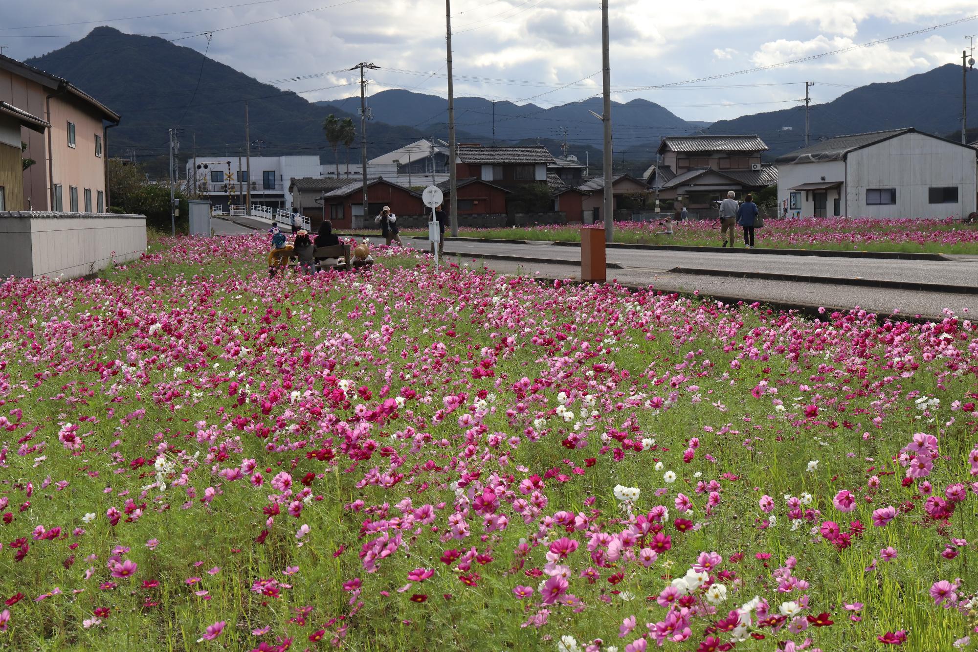 西村地区のコスモス