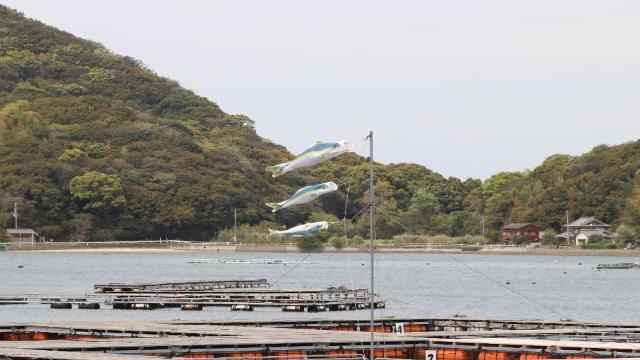 令和6年5月1日 安戸池の空を泳ぐ「ブリのぼり」