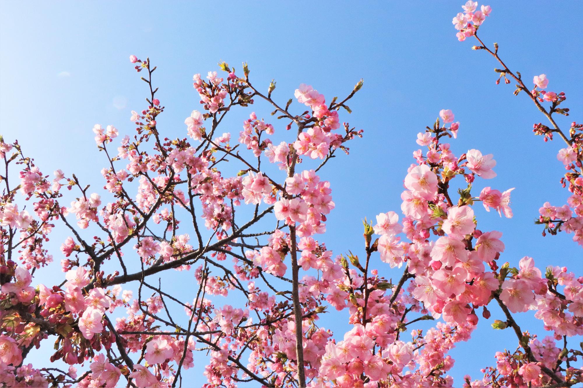 3月5日、湊川の河津桜の開花状況について