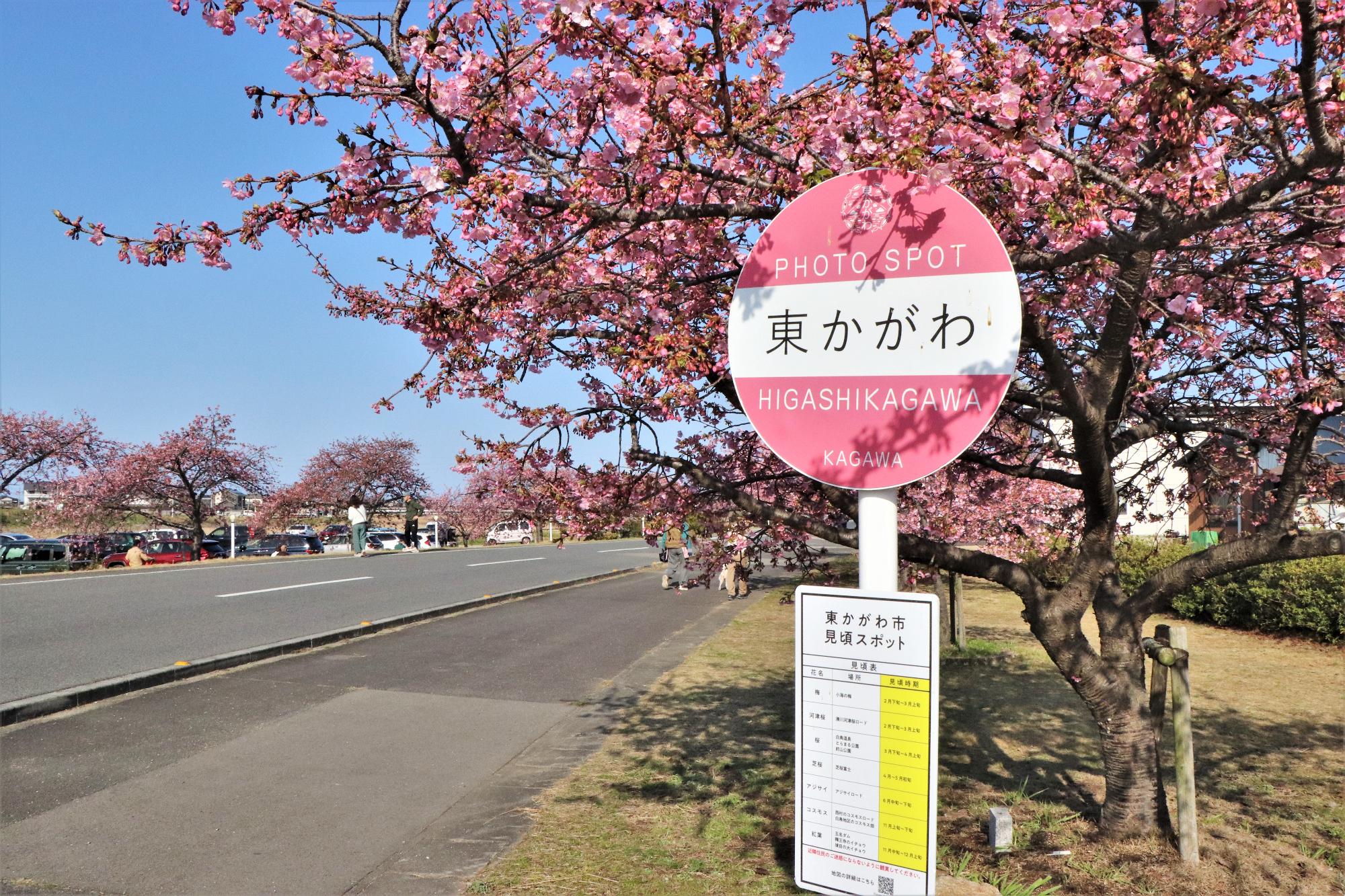 3月5日、湊川の河津桜の開花状況について