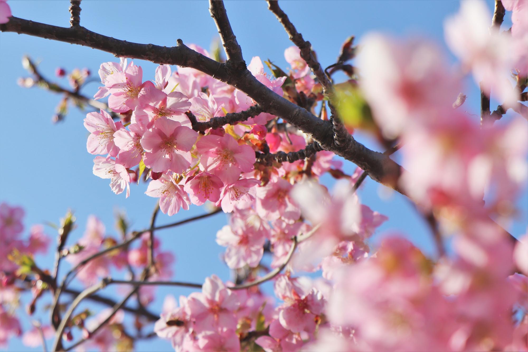 3月5日、湊川の河津桜の開花状況について