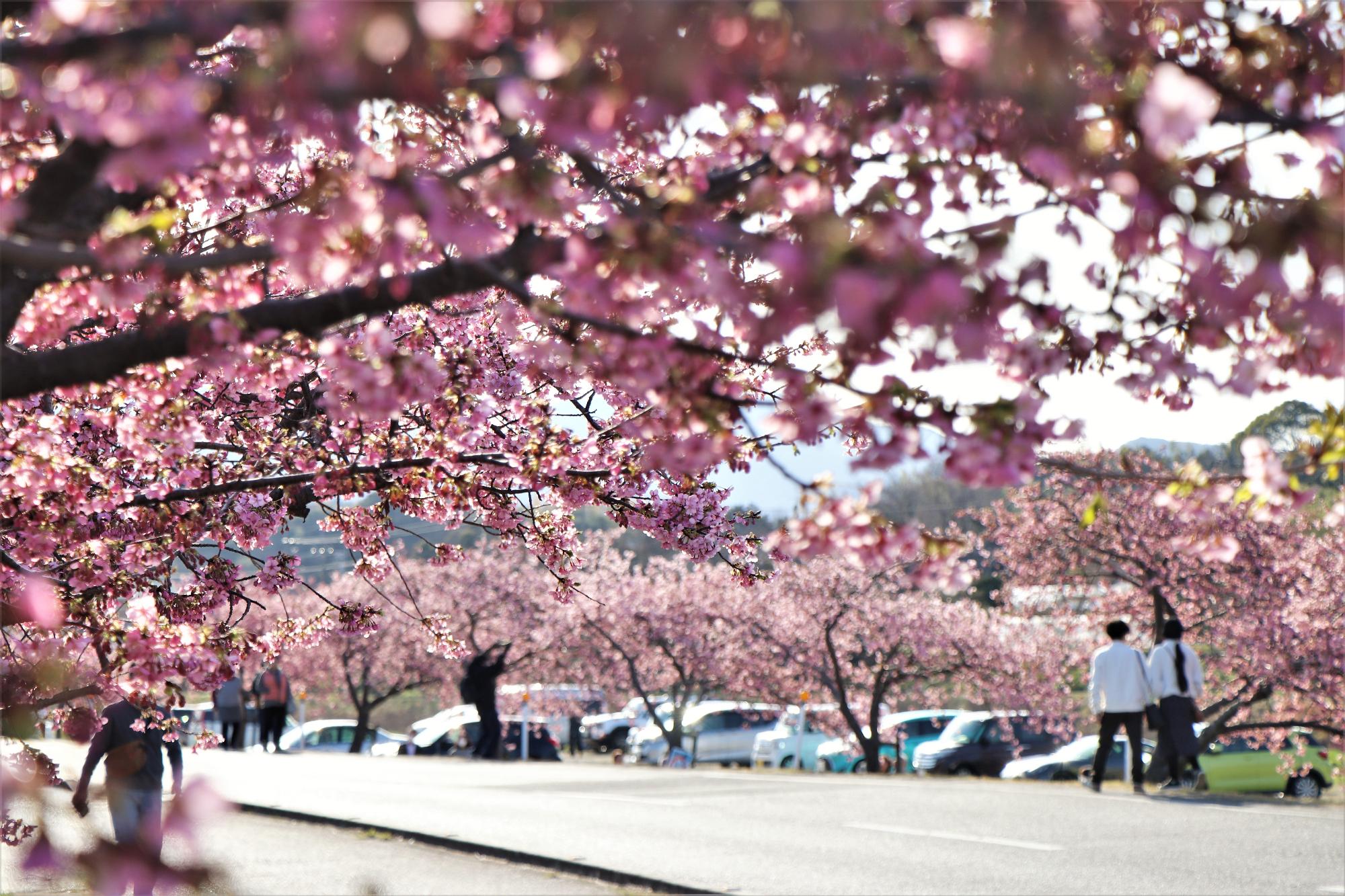 3月5日、湊川の河津桜の開花状況について
