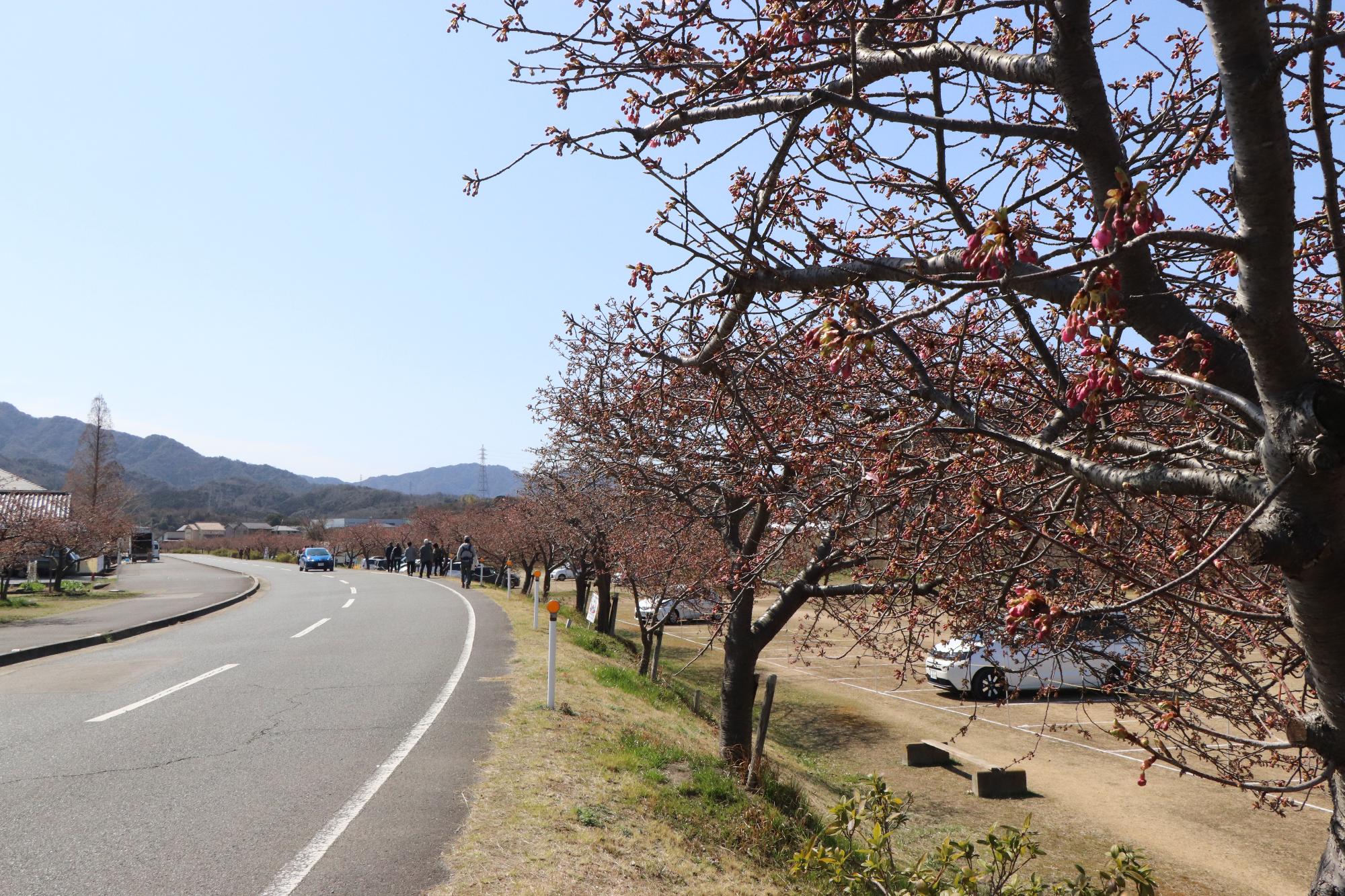 3月1日、湊川の河津桜の開花状況