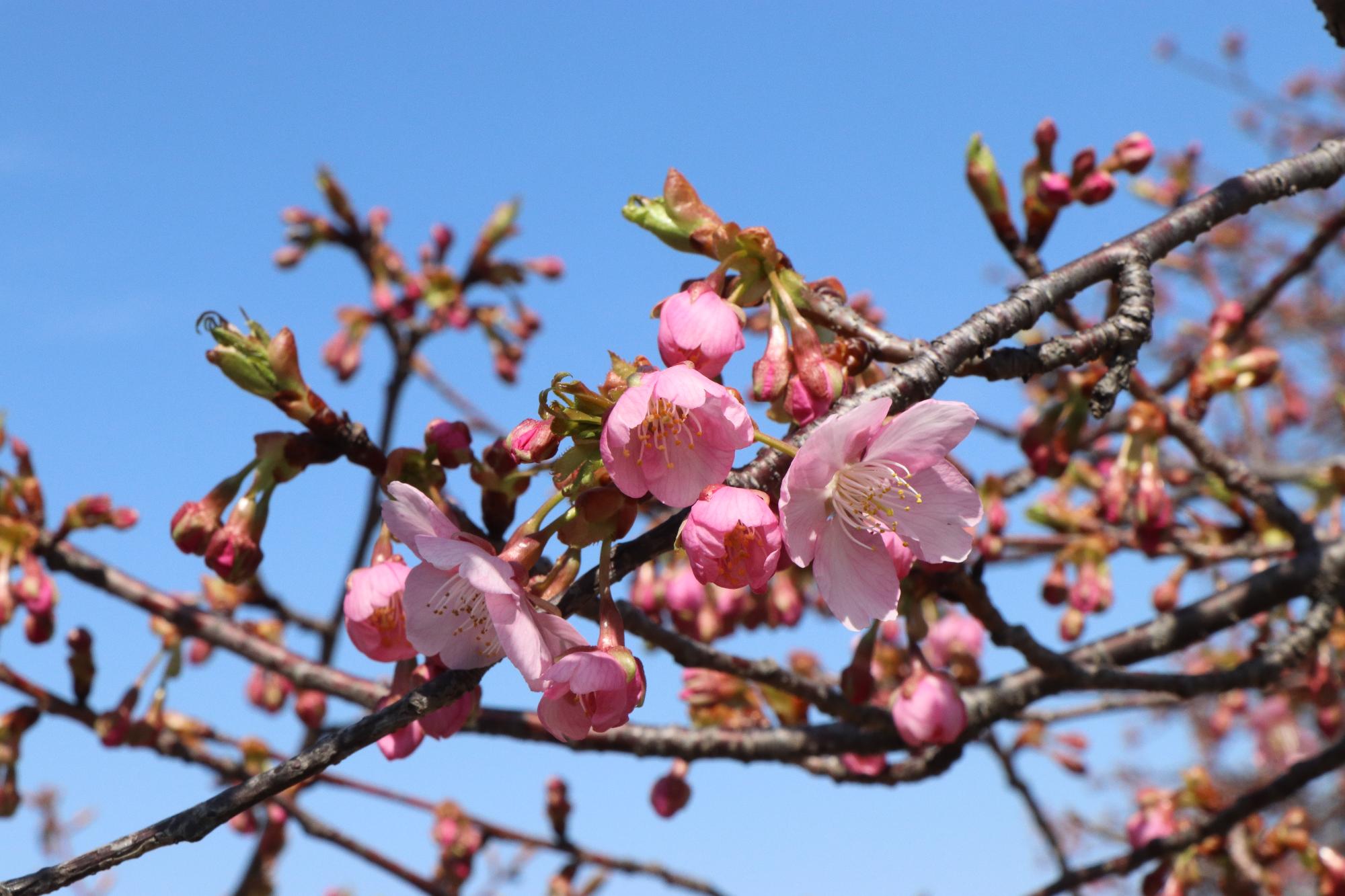 3月14日、湊川の河津桜の開花状況