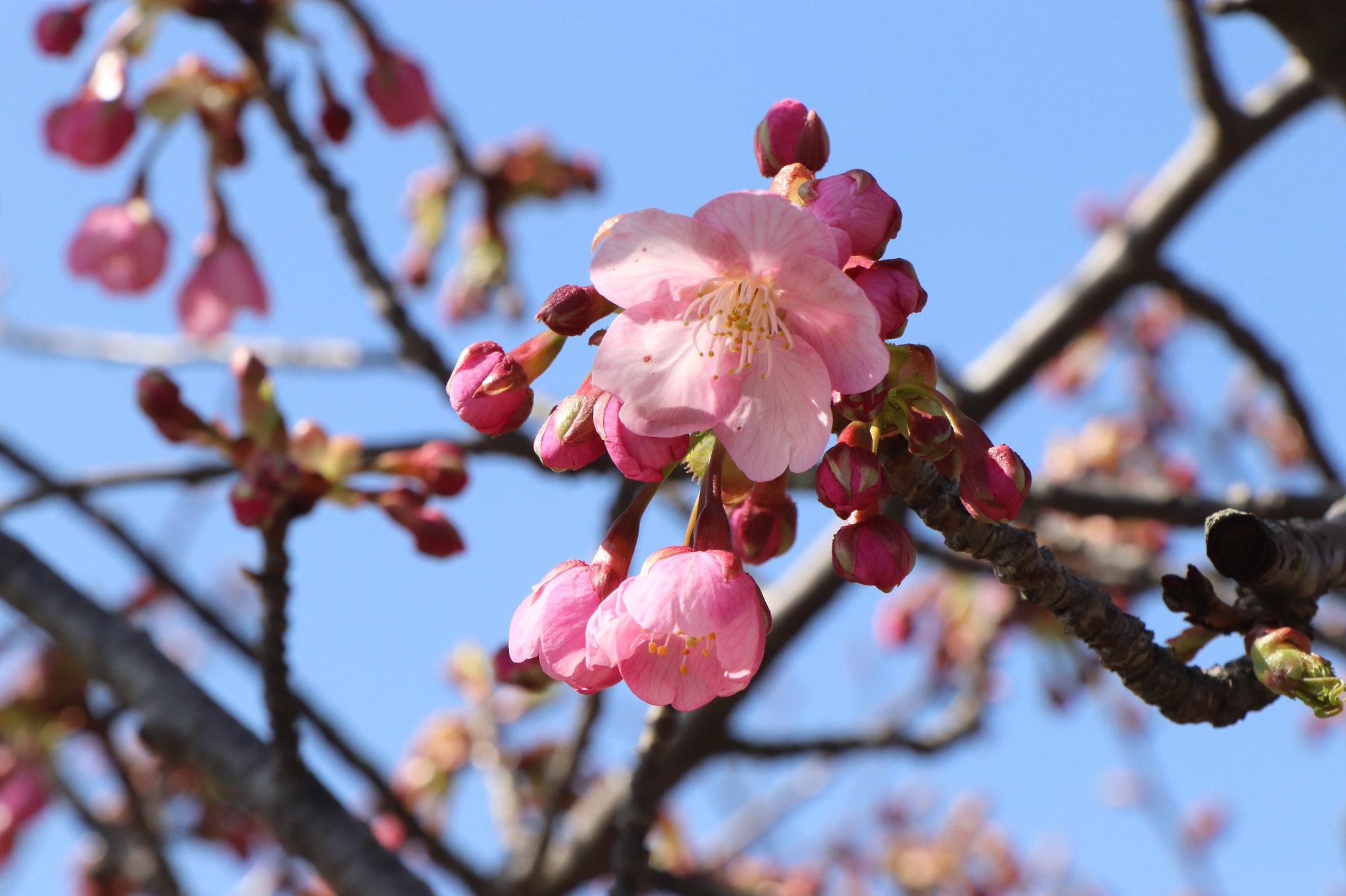 3月14日開花状況