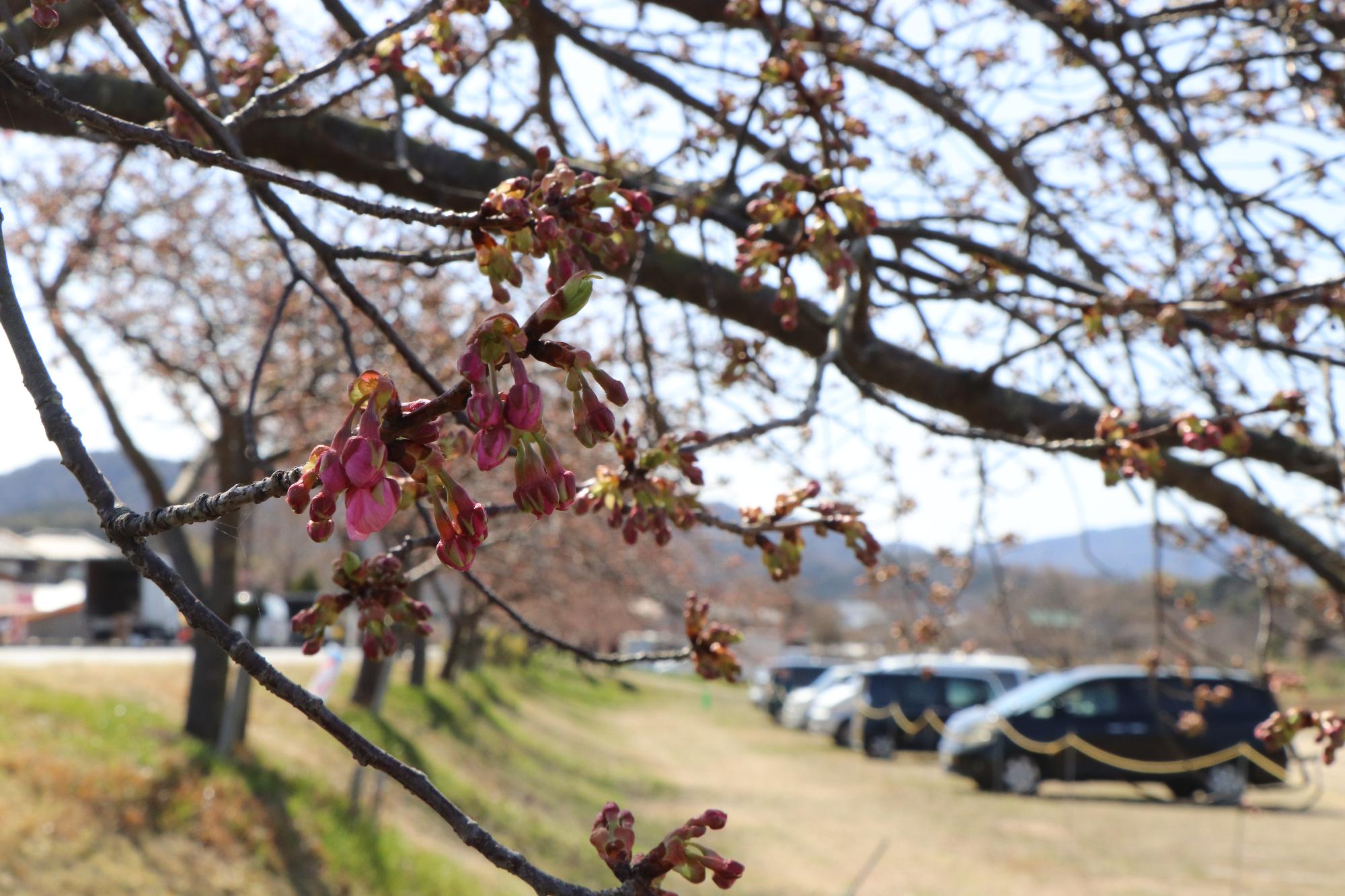 3月14日、湊川の河津桜の開花状況