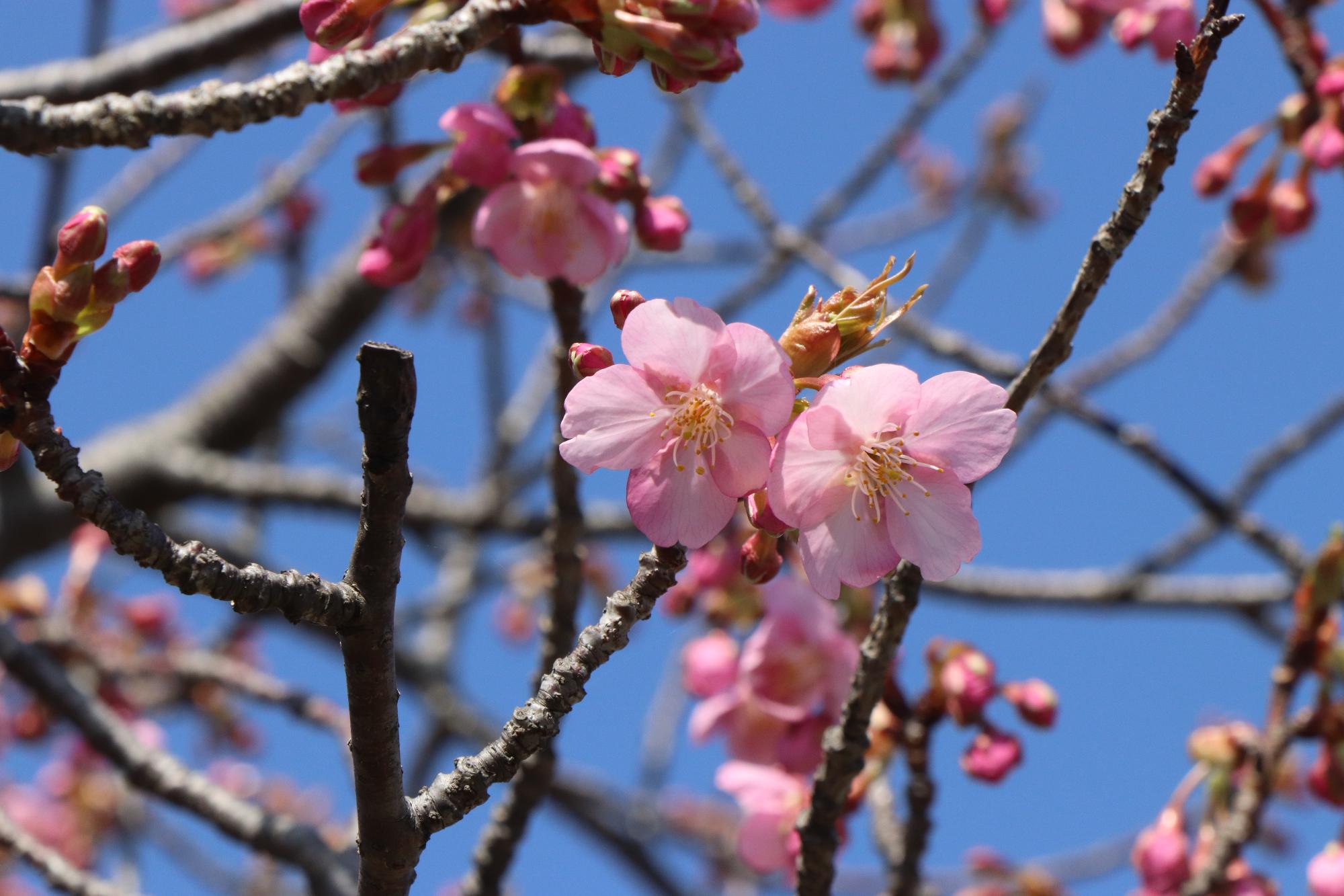 3月14日、湊川の河津桜の開花状況