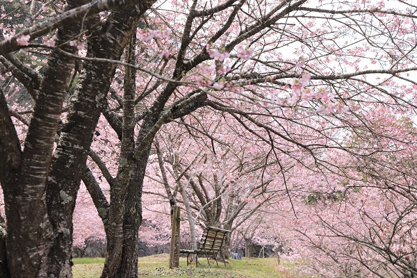 白鳥温泉の桜