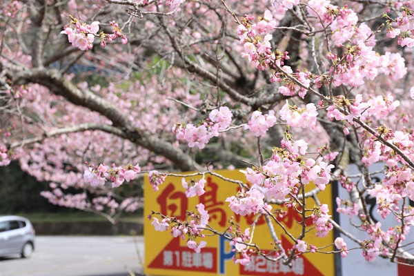 白鳥温泉の桜