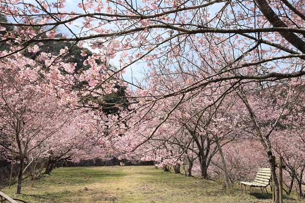 白鳥温泉の桜