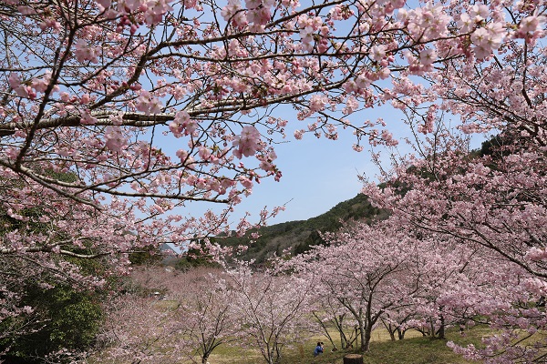 白鳥温泉の桜