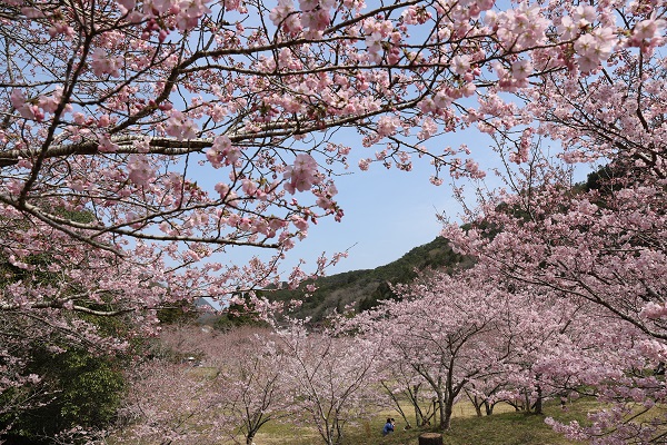 白鳥温泉の桜