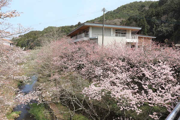 白鳥温泉の桜