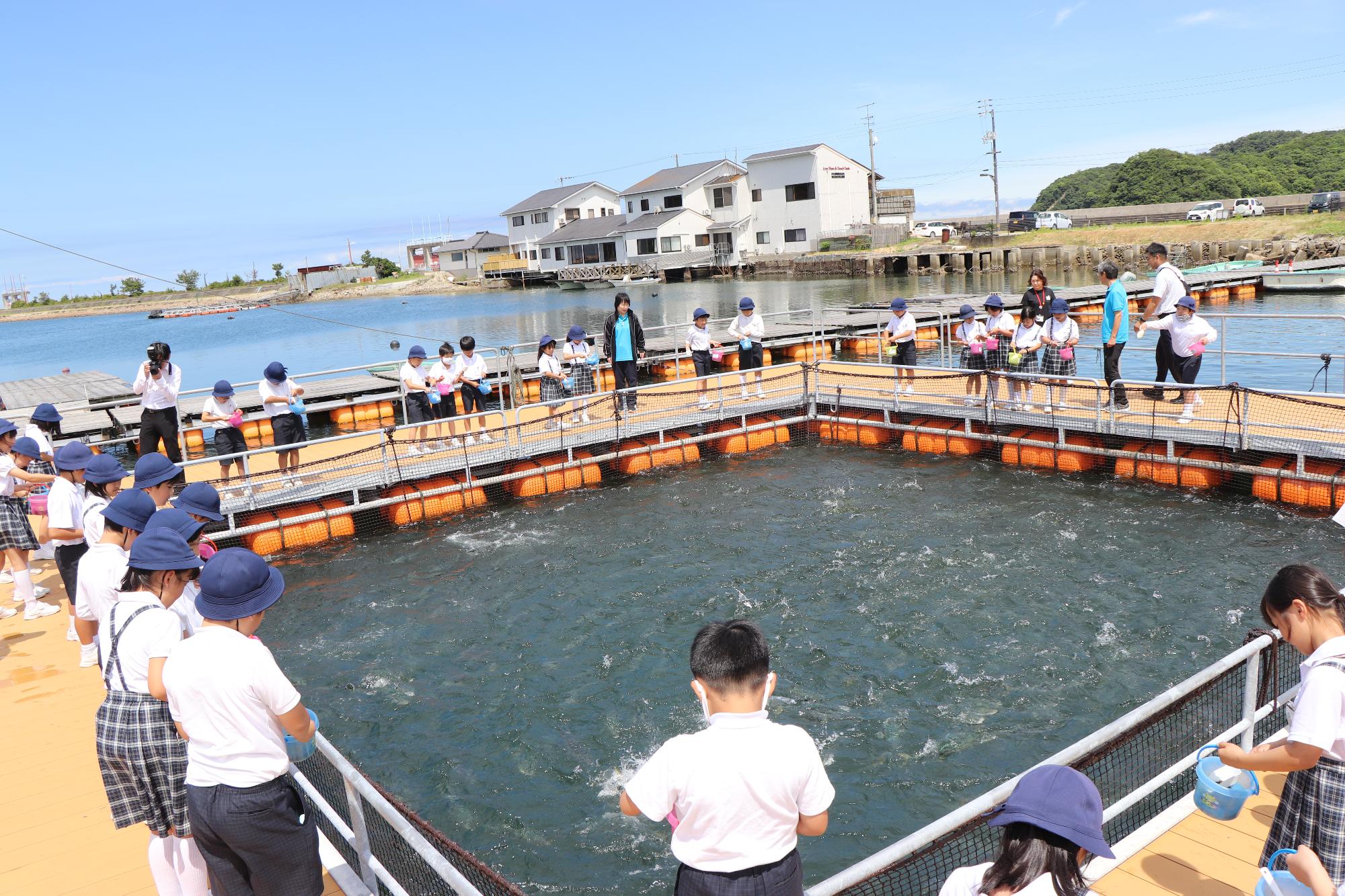 ぐるぐる回るハマチは大迫力