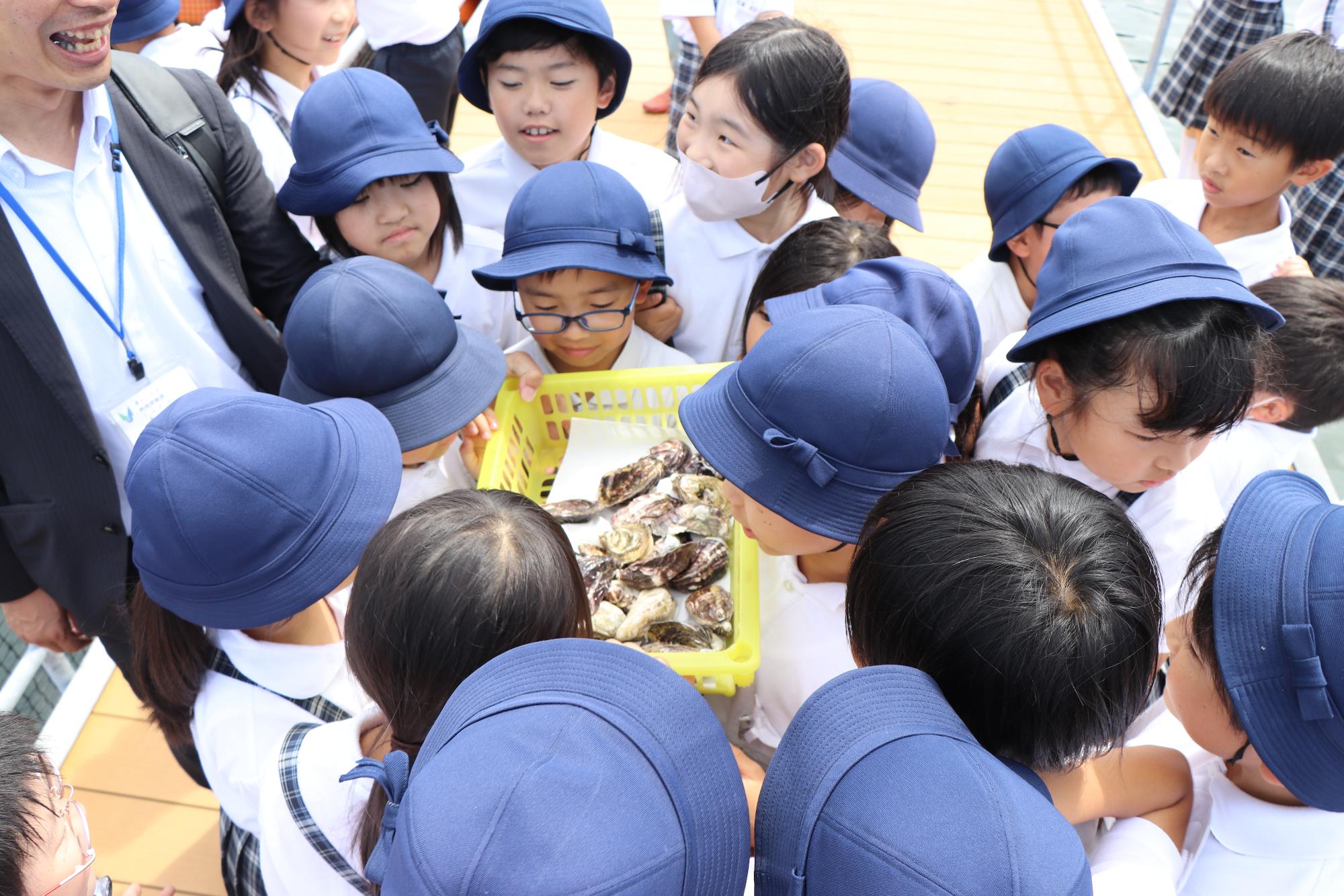 牡蠣の殻を見る子どもたち