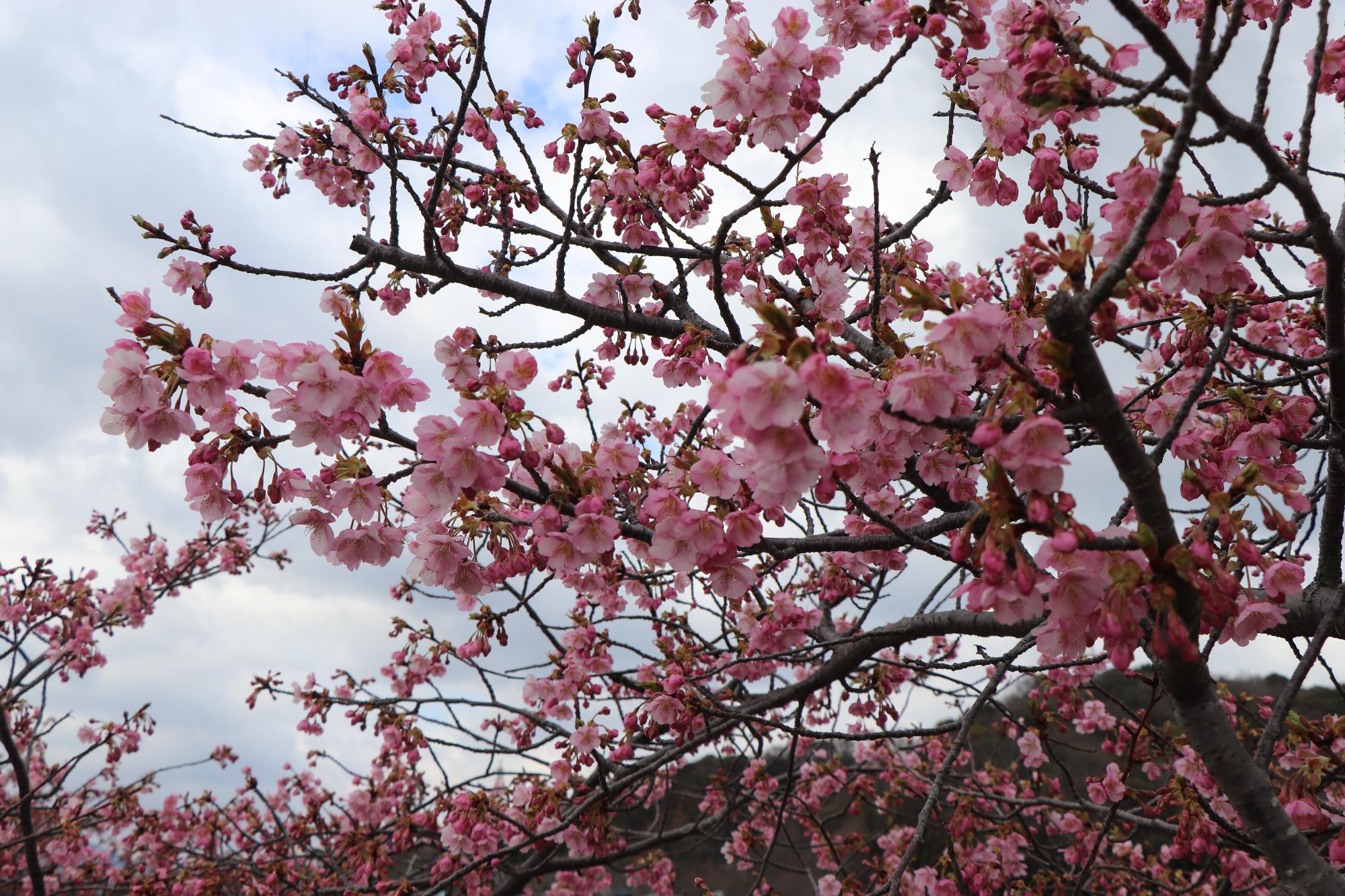 3月19日開花状況