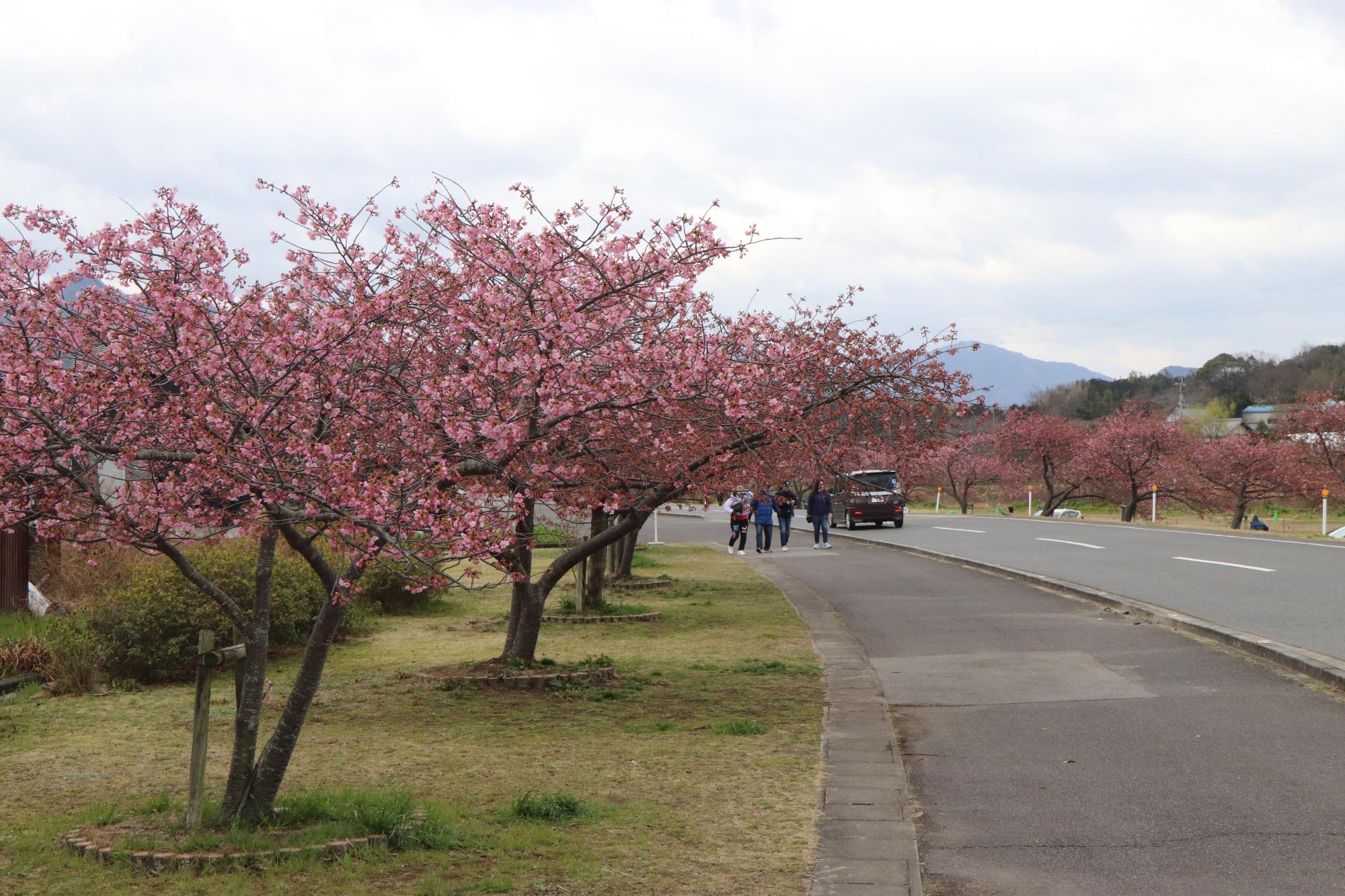 3月19日開花状況