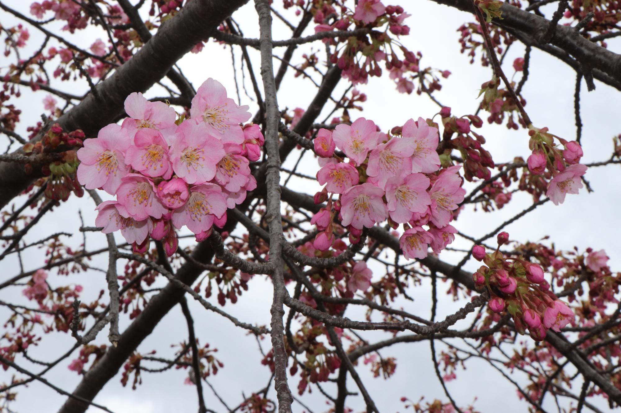 3月19日開花状況
