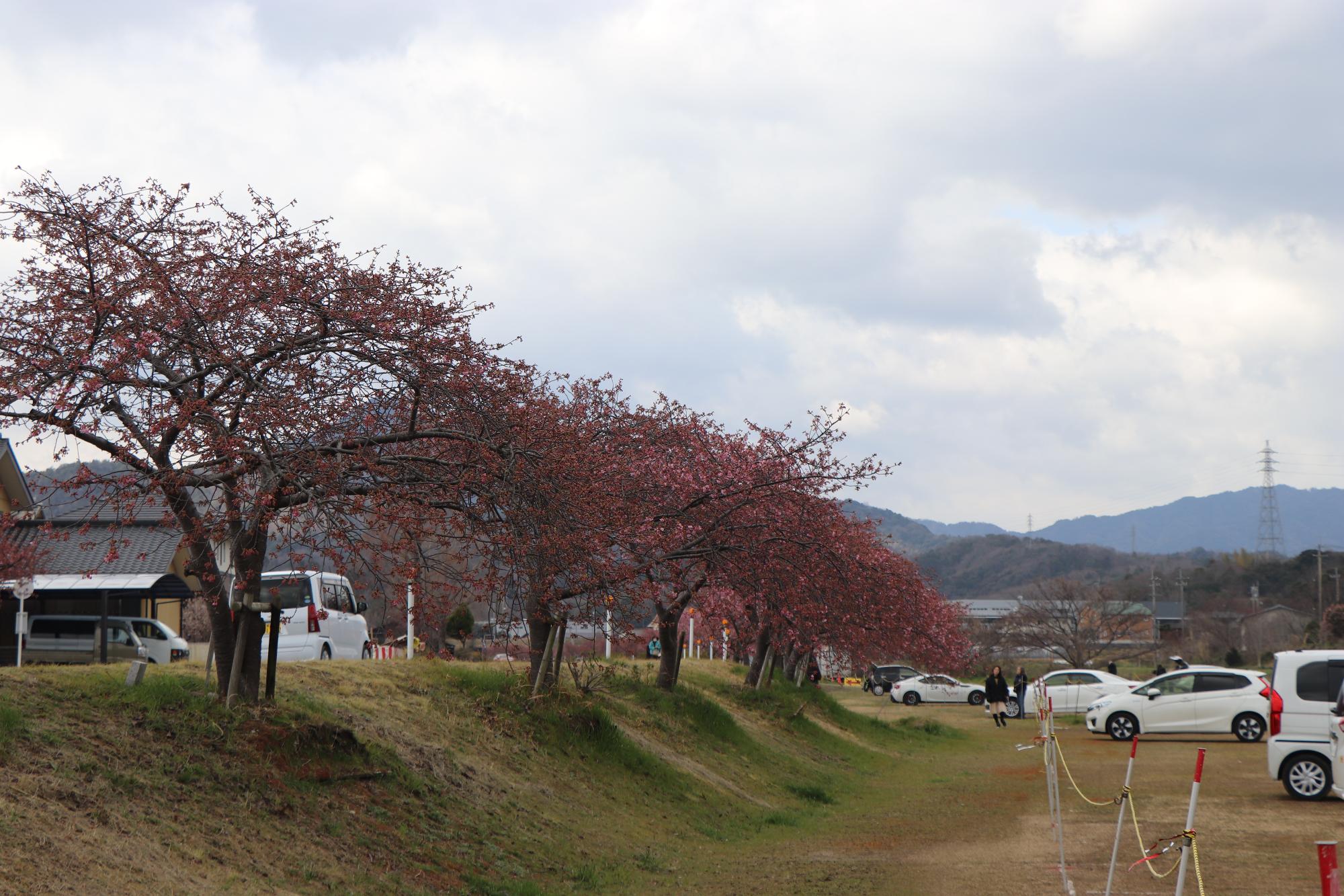 3月19日開花状況