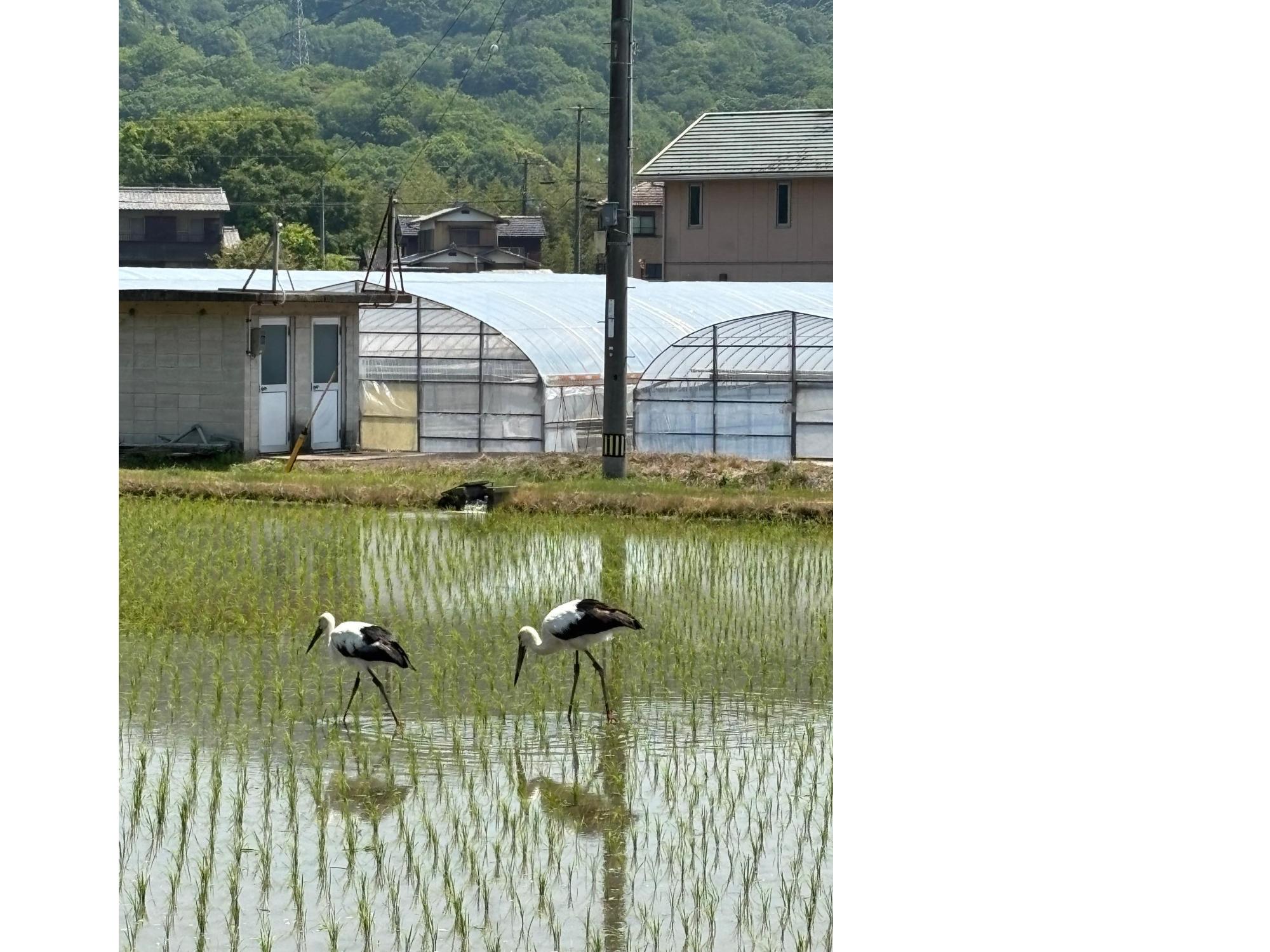つがいのコウノトリ