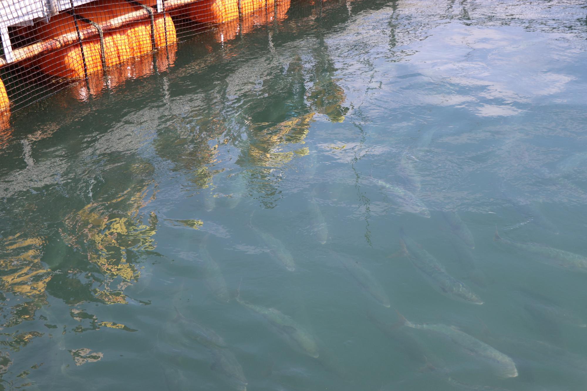 いけすを魚が泳ぐ様子