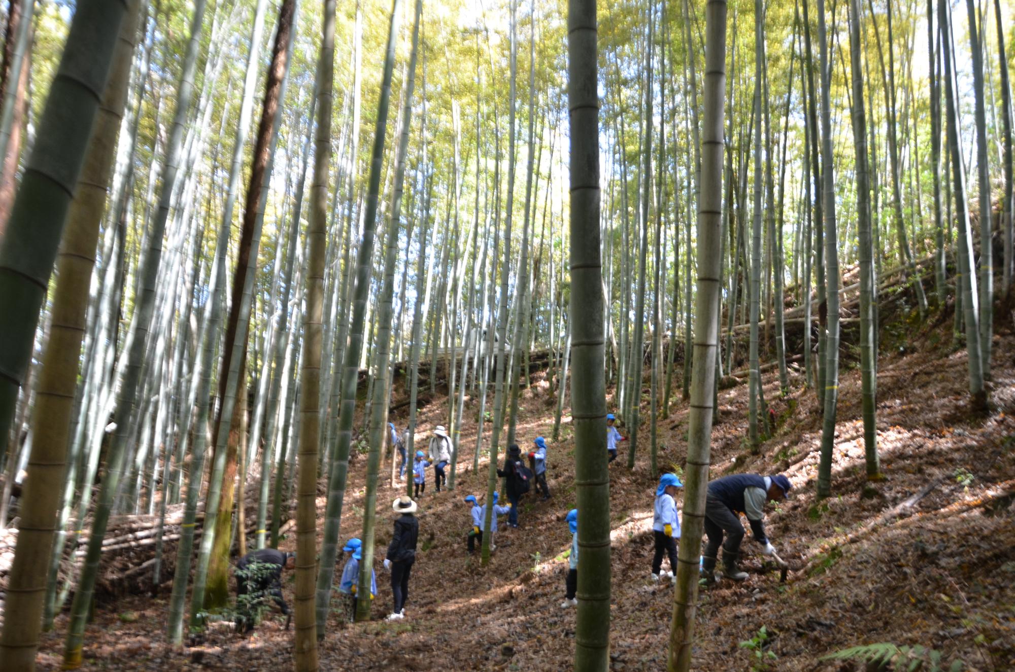 たけのこを探しているこども