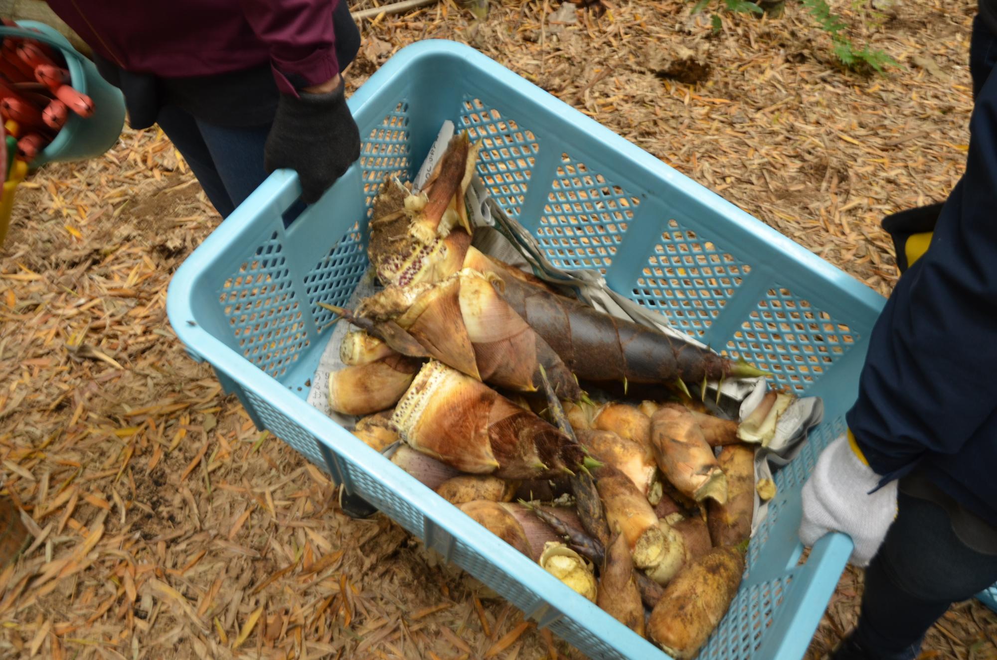 収穫したたけのこ