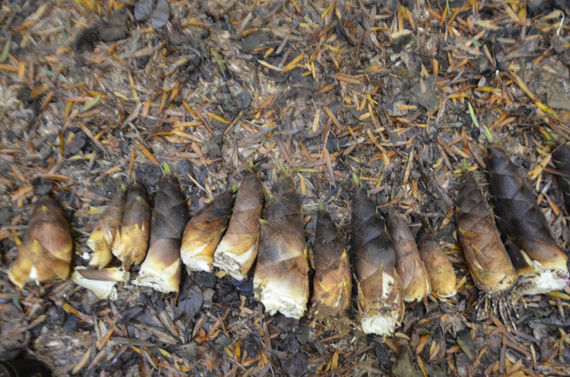 収穫したたけのこ