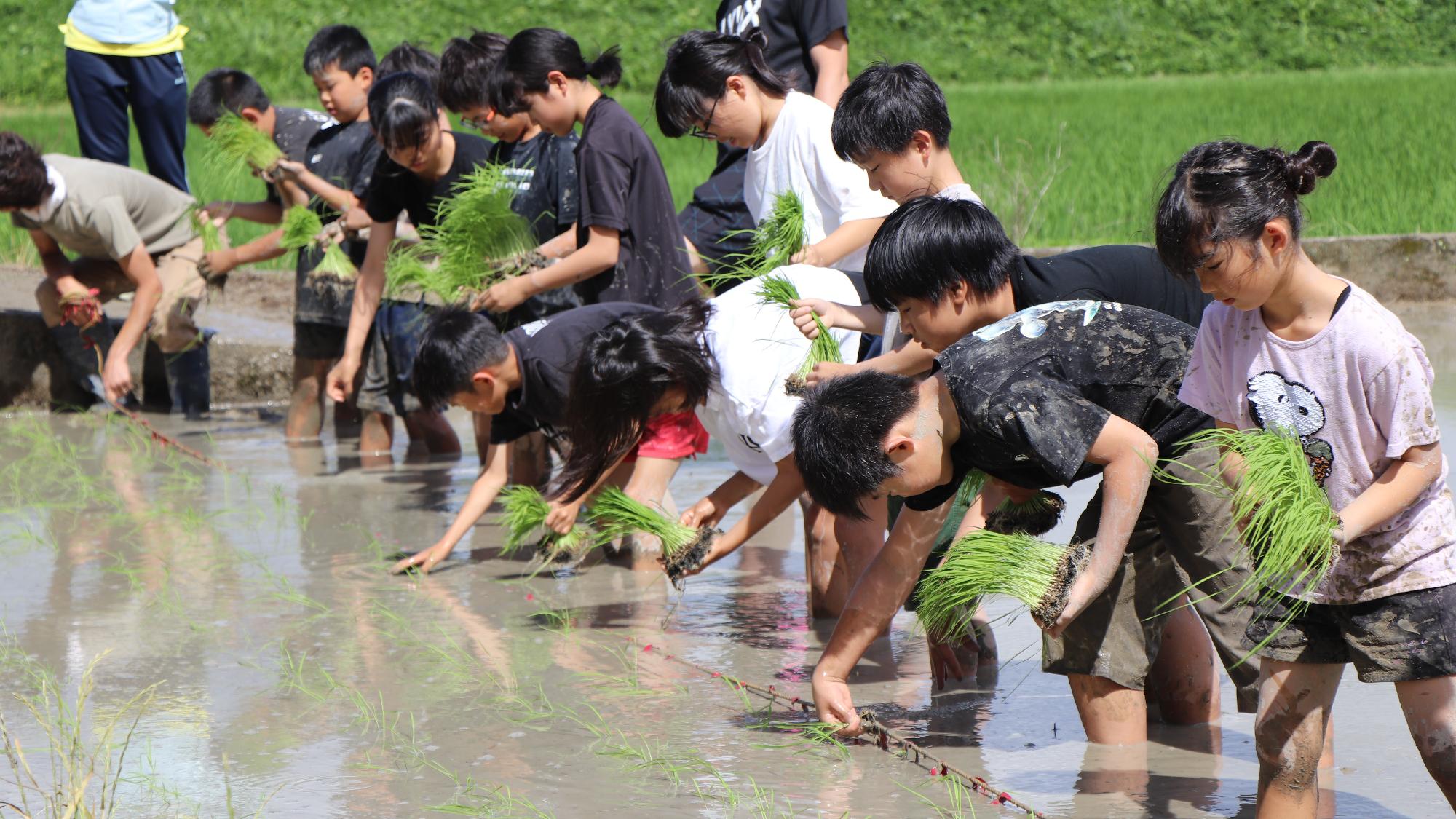 大内小学校の5年生が田植えを体験👣
