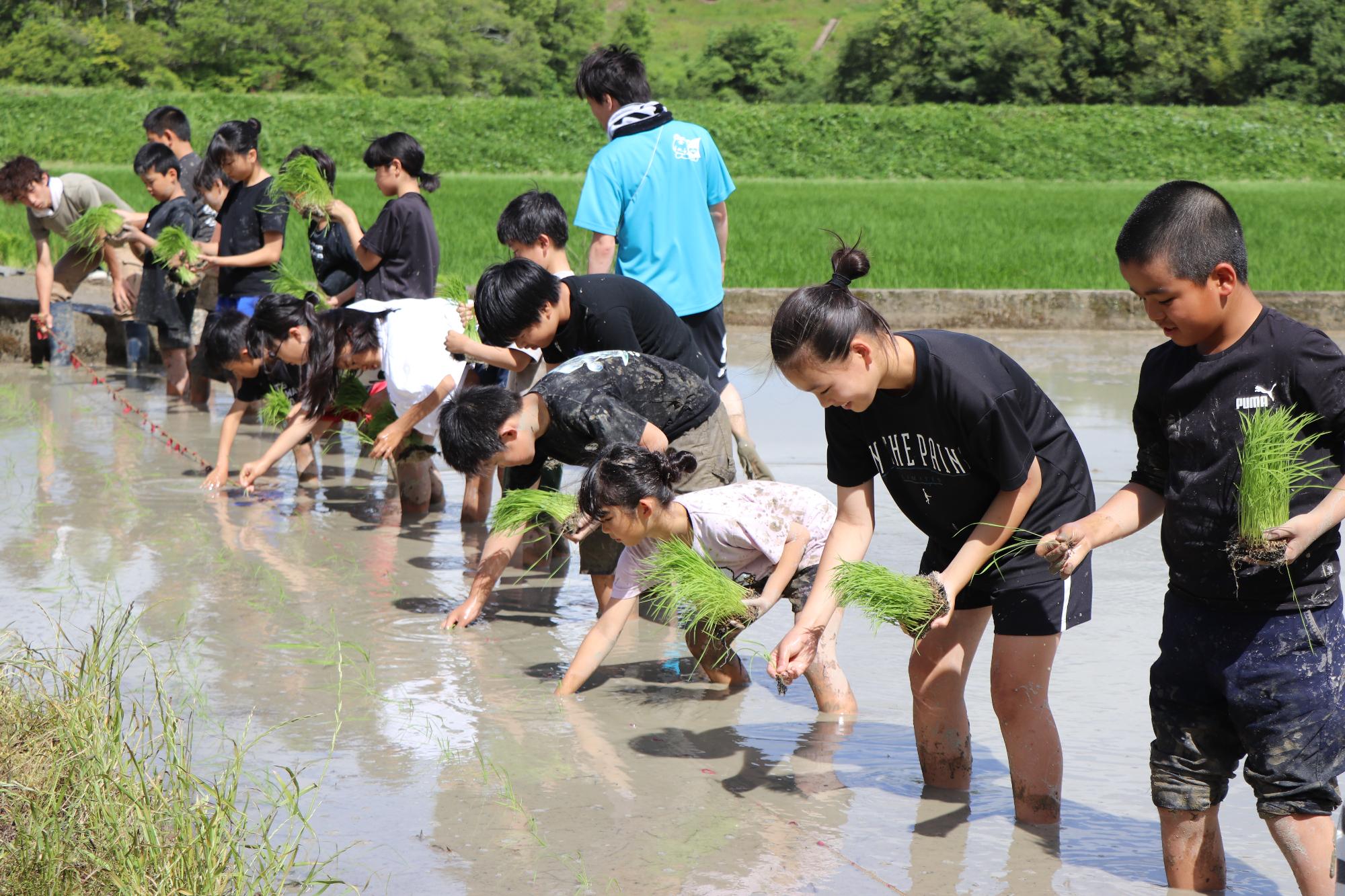 一列に並び田植えする様子