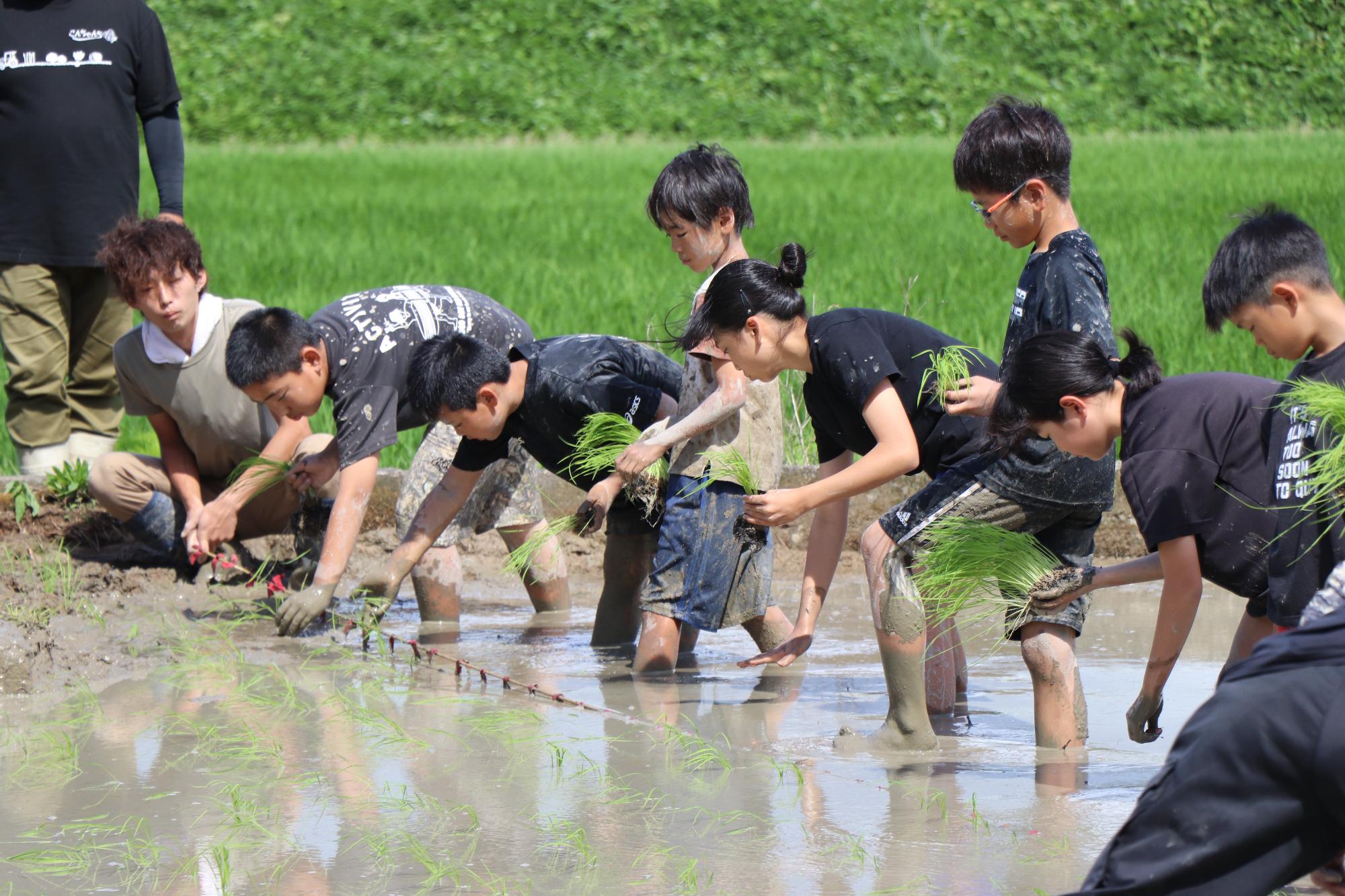 一列に並び田植えする様子