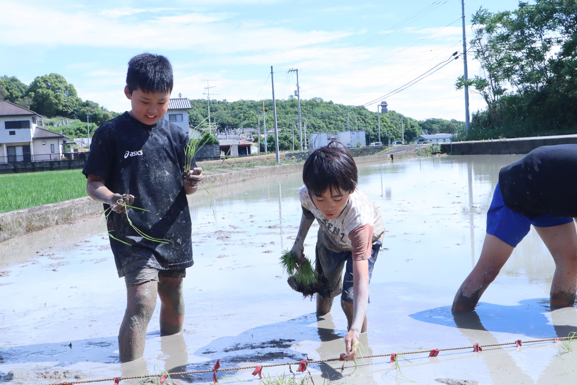 一列に並び田植えする様子