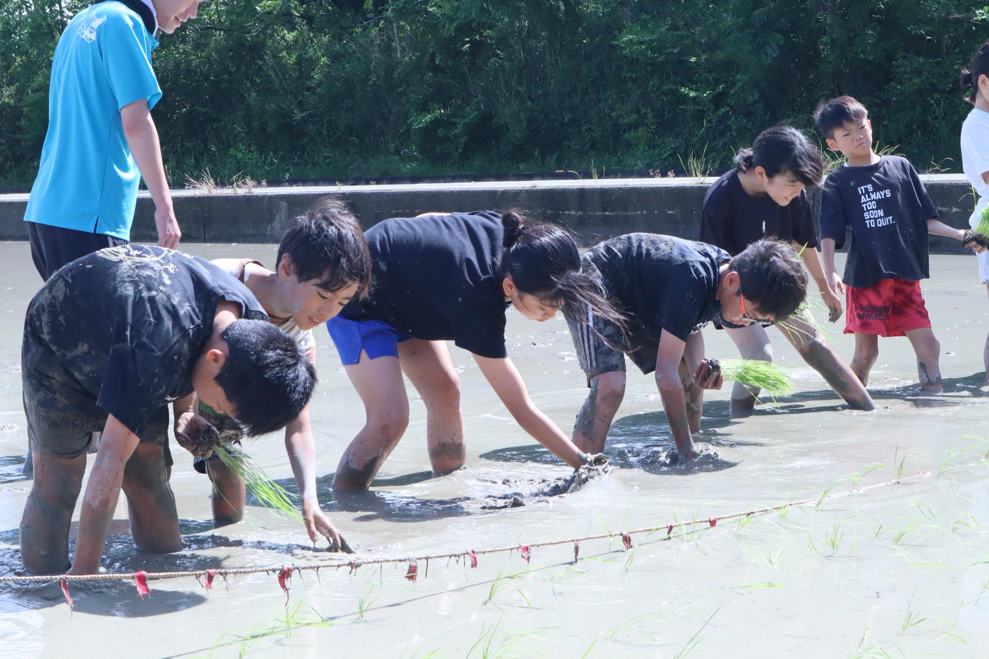 一列に並び田植えする様子
