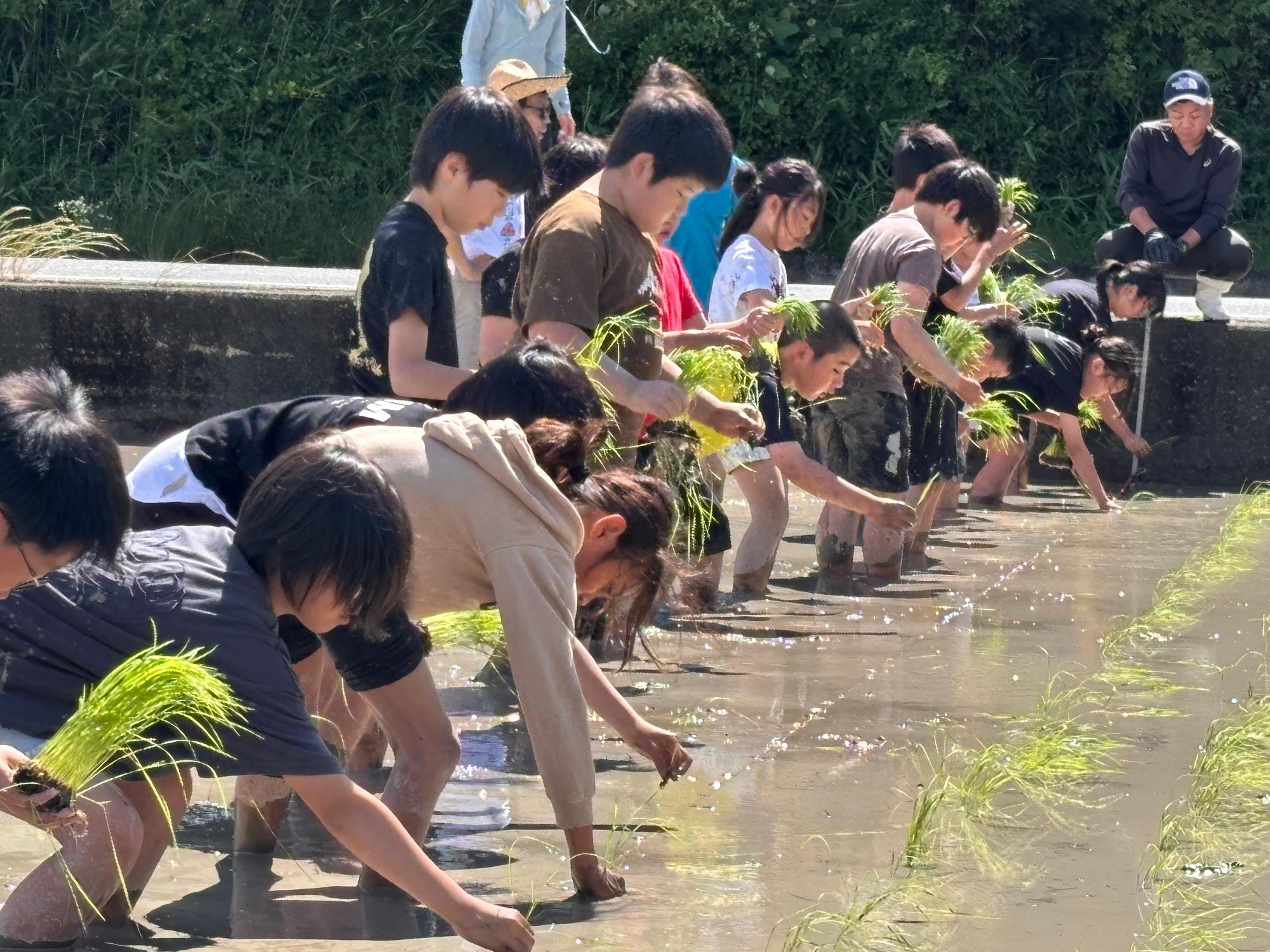 一列に並び田植えする様子